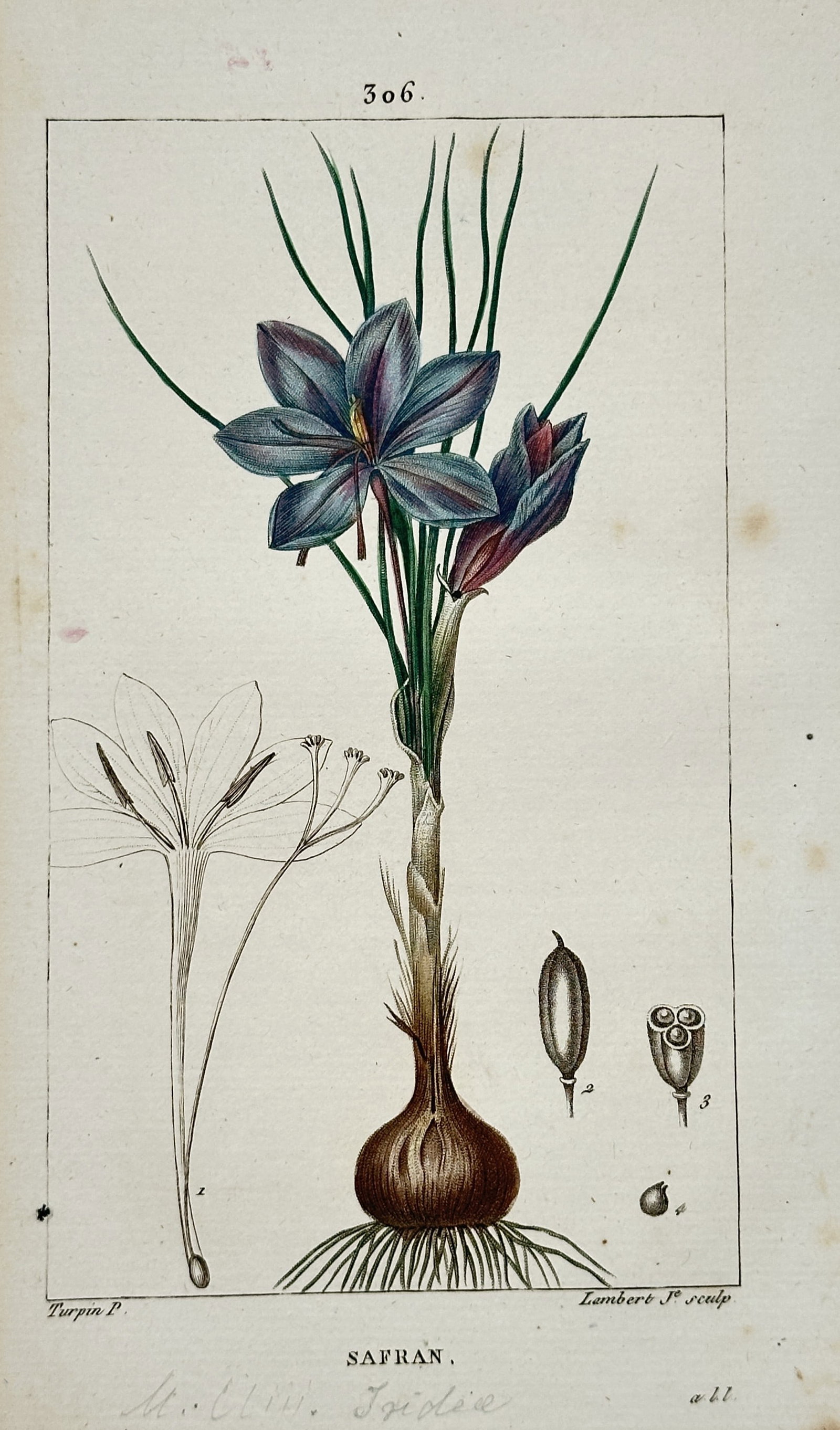 Pierre Jean François Turpin (1775-1840) – View of Saffron Crocus – Stipple engraving: "Safran" This botanical plate illustrates the Saffron Crocus, showing the purple petals and long green leaves emerging from a brown corm, alongside detailed dissections of the reproductive organs and 