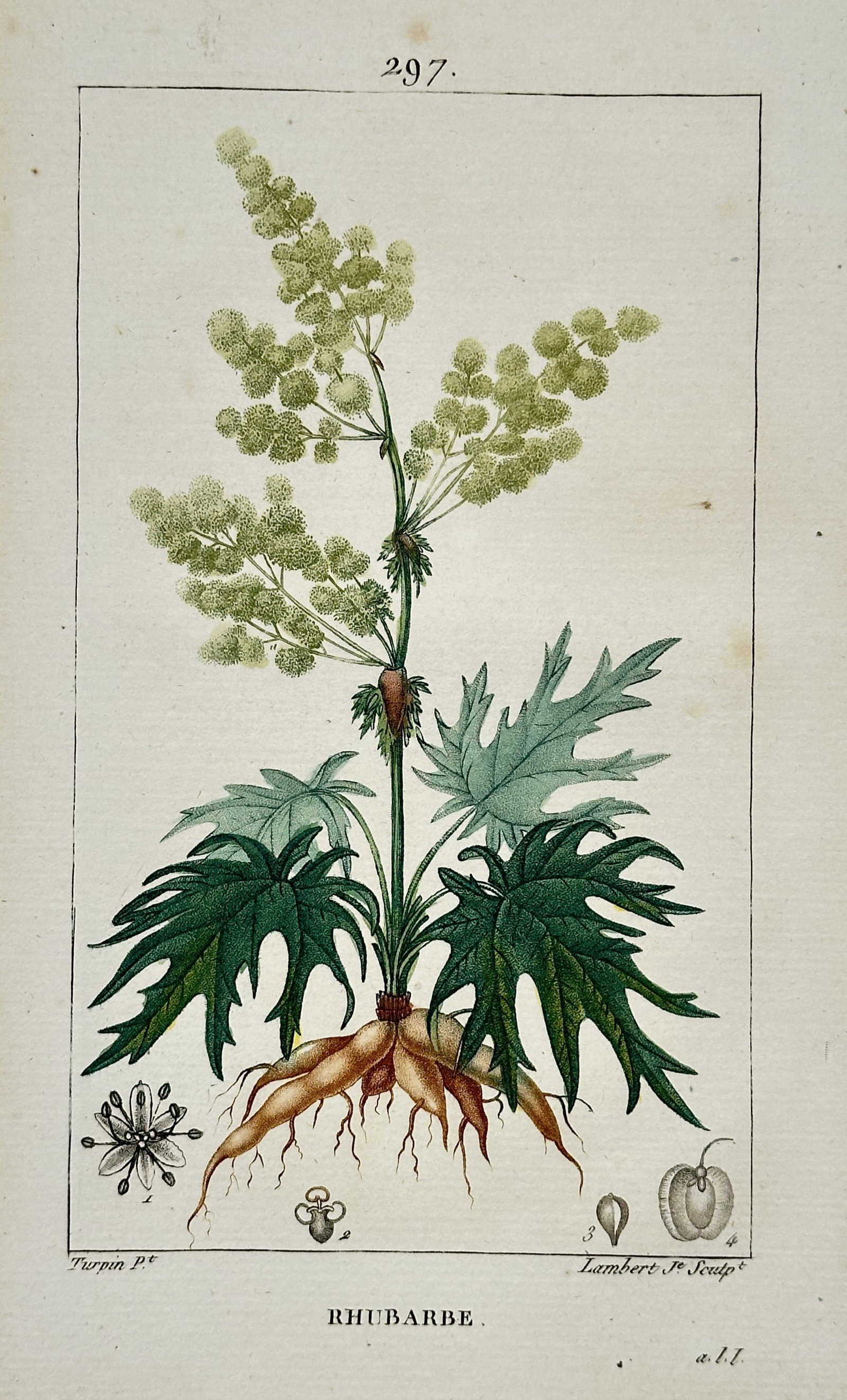 Pierre Jean François Turpin (1775-1840) – View of Rhubarb – Stipple engraving with: "Rhubarbe" This botanical plate illustrates a Rhubarb plant, displaying its large palmate leaves, a tall flowering stalk with dense clusters of small blossoms, and the thick tuberous root system. The 