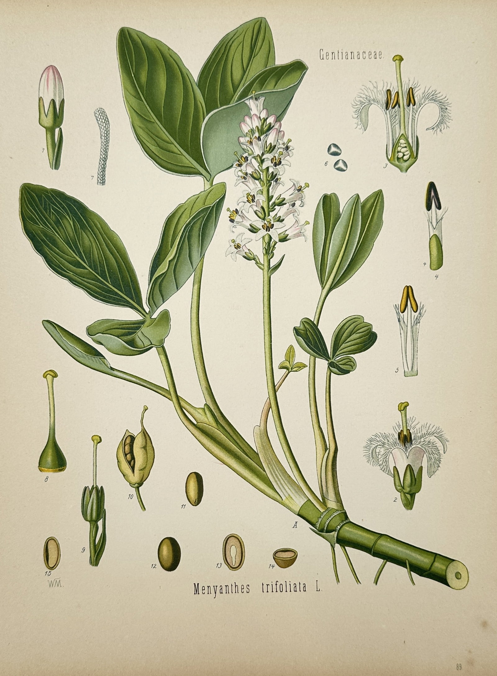 Hermann Adolph Köhler (1834-1879) – View of Bogbean – Chromolithograph (1887) (1 of 2)
