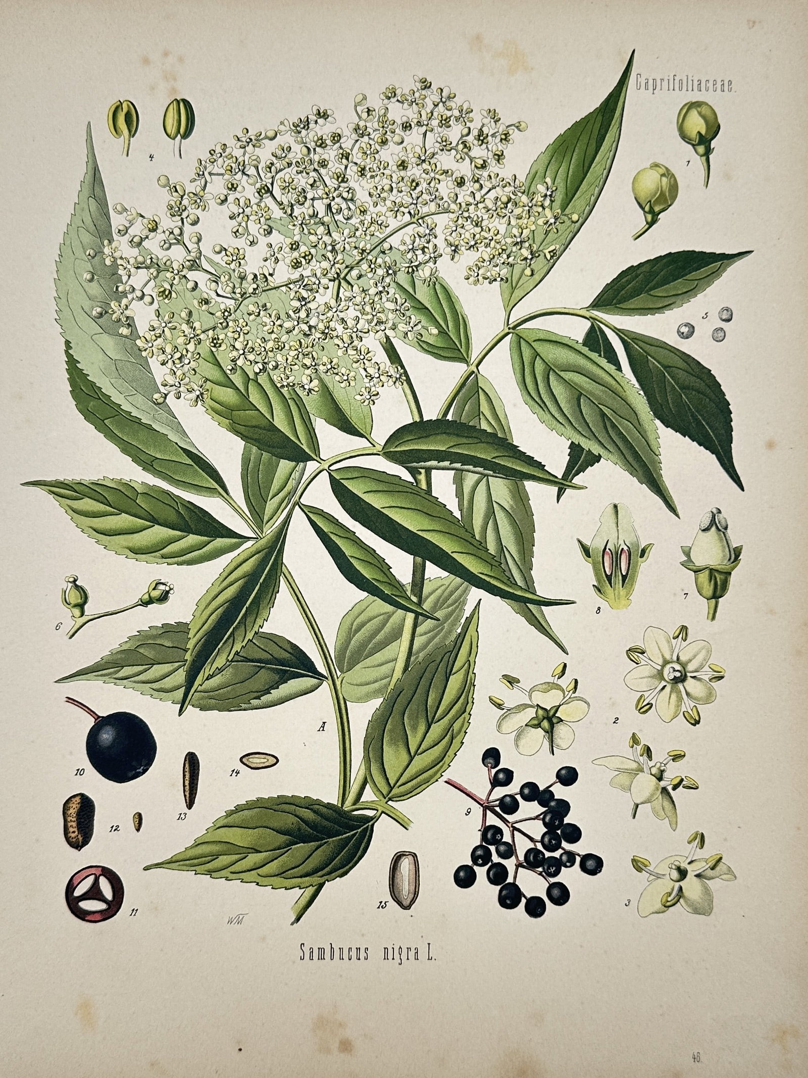 Hermann Adolph Köhler (1834-1879) – View of Common Elder – Chromolithograph (1887) (1 of 2)