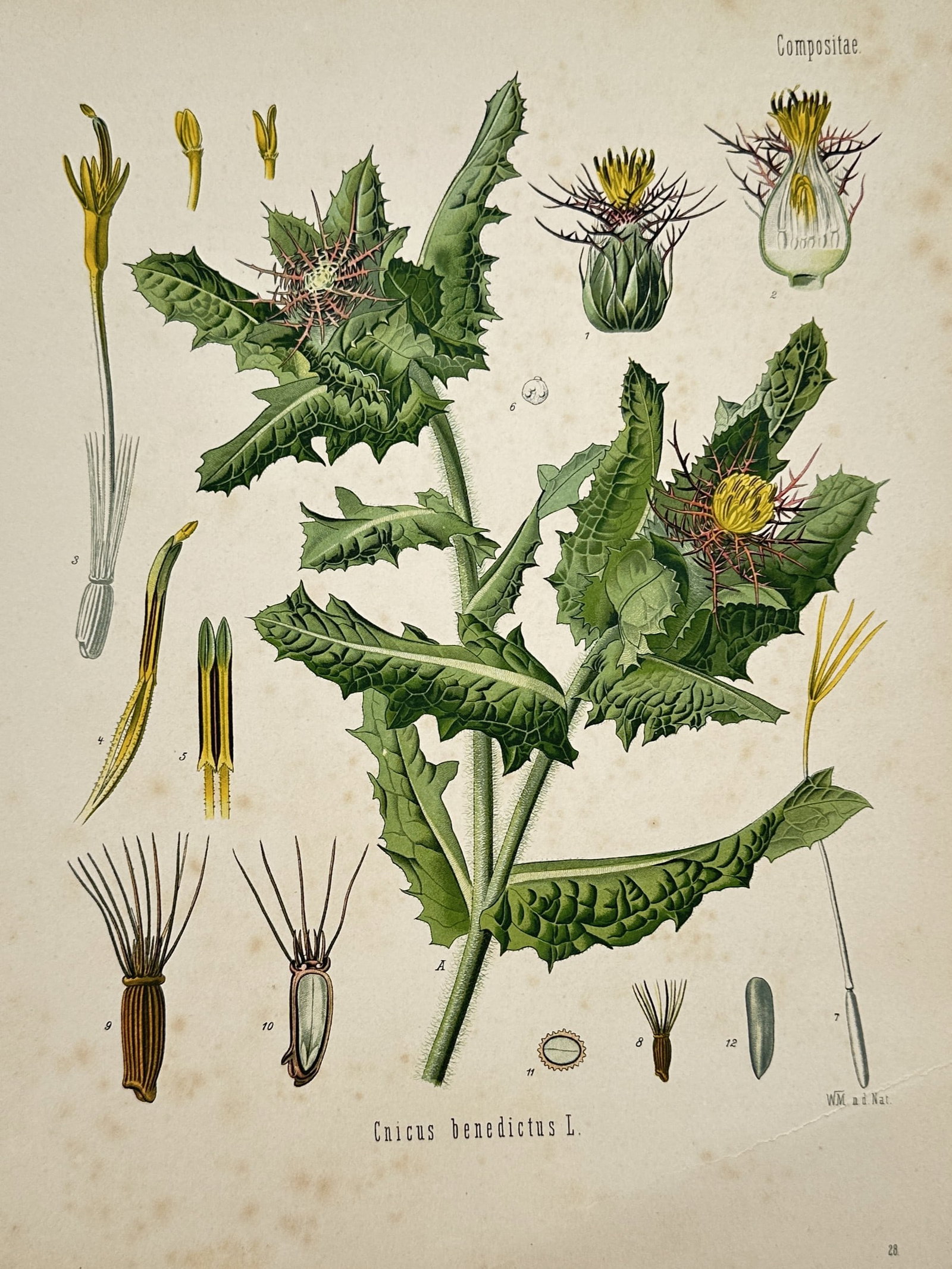 Hermann Adolph Köhler (1834-1879) – View of Blessed Thistle – Chromolithograph (1887) (1 of 2)