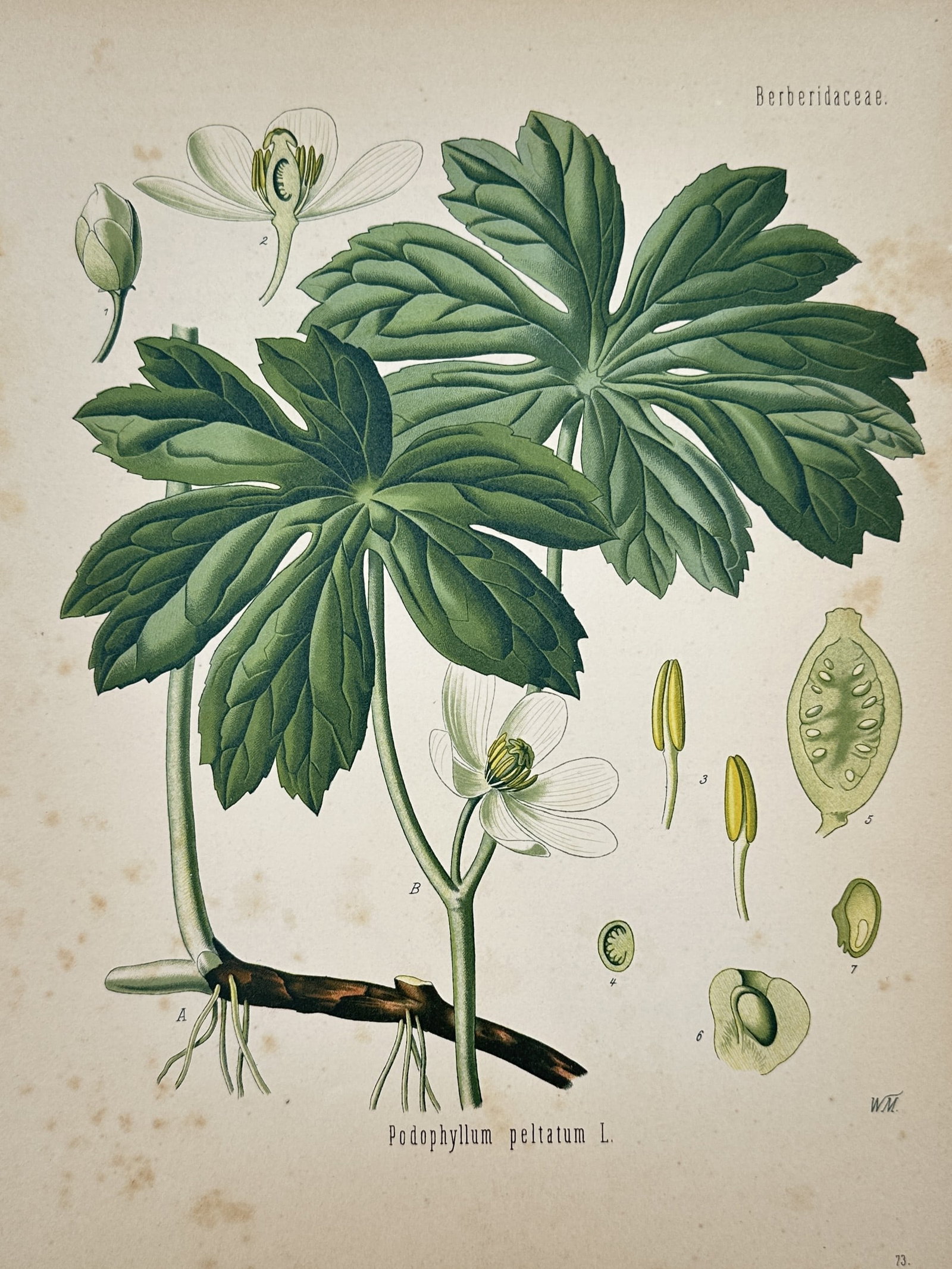 Hermann Adolph Köhler (1834-1879) – View of Mayapple – Chromolithograph (1887) (1 of 2)