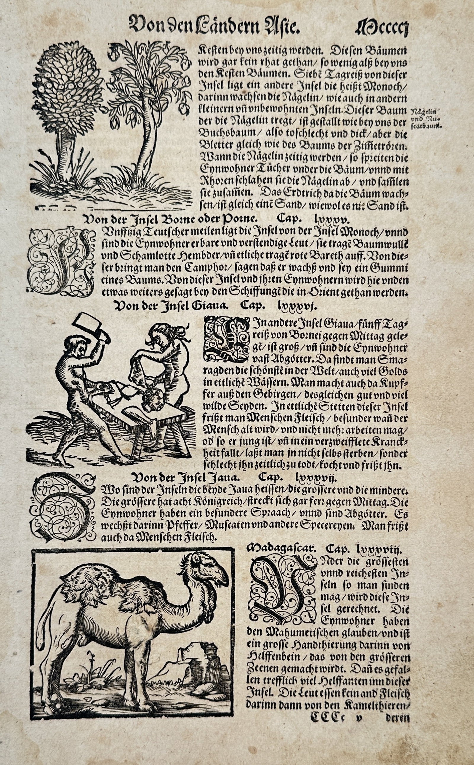 Sebastian Münster (1488-1552) – View of Southeast Asian Islands and a Dromedary – Woodcut: "Von den Ländern Asiae" This woodcut page from the Cosmographia features several distinct illustrations and chapters regarding the geography and lore of the East. The top woodcut shows a clove tree o