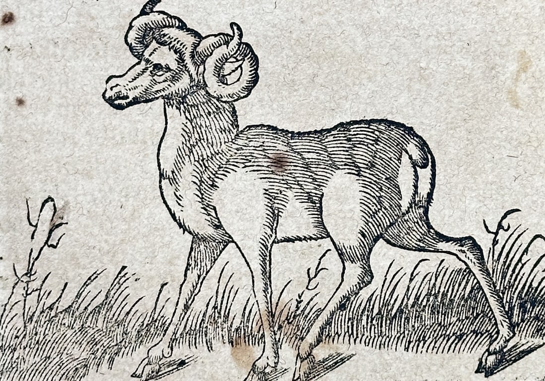 Sebastian Münster (1488-1552) – View of a Mouflon in Sardinia – Woodcut (1550) (1 of 3)