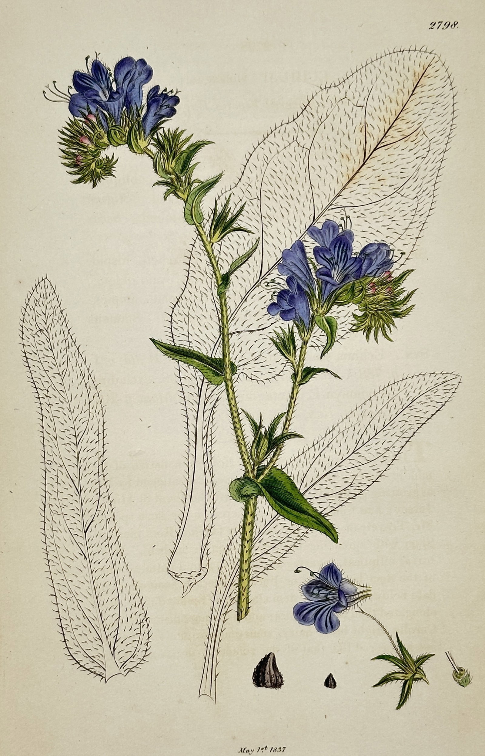 James Sowerby (1757-1822) – View of Viper's Bugloss – Hand-coloured copper engraving (1837): "Echium vulgare" This botanical engraving illustrates the Viper's Bugloss plant, showing its bright blue funnel-shaped flowers and bristly stems, along with detailed depictions of the seeds and floral