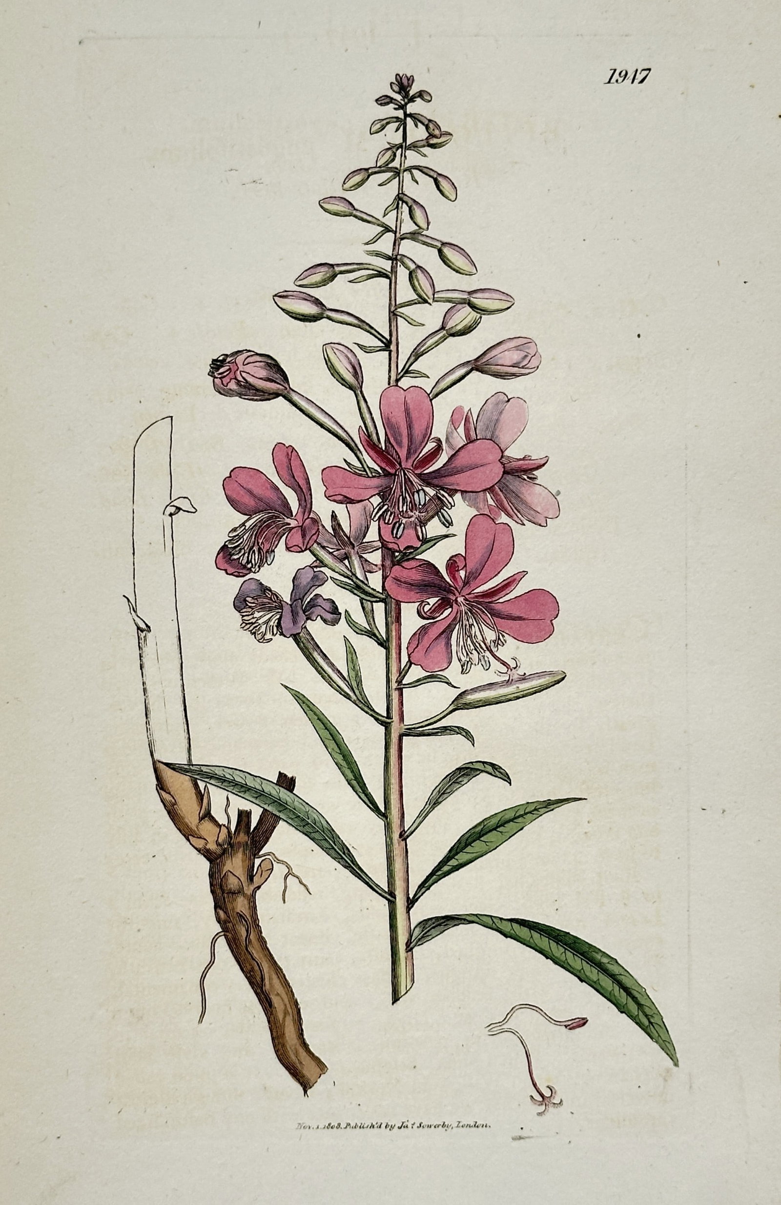 James Sowerby (1757-1822) – View of Rosebay Willowherb – Hand-coloured copper engraving: "Epilobium angustifolium" This botanical engraving illustrates a flowering spike of Rosebay Willowherb, featuring its vibrant pink blossoms, slender buds, and willow-like leaves alongside a section of