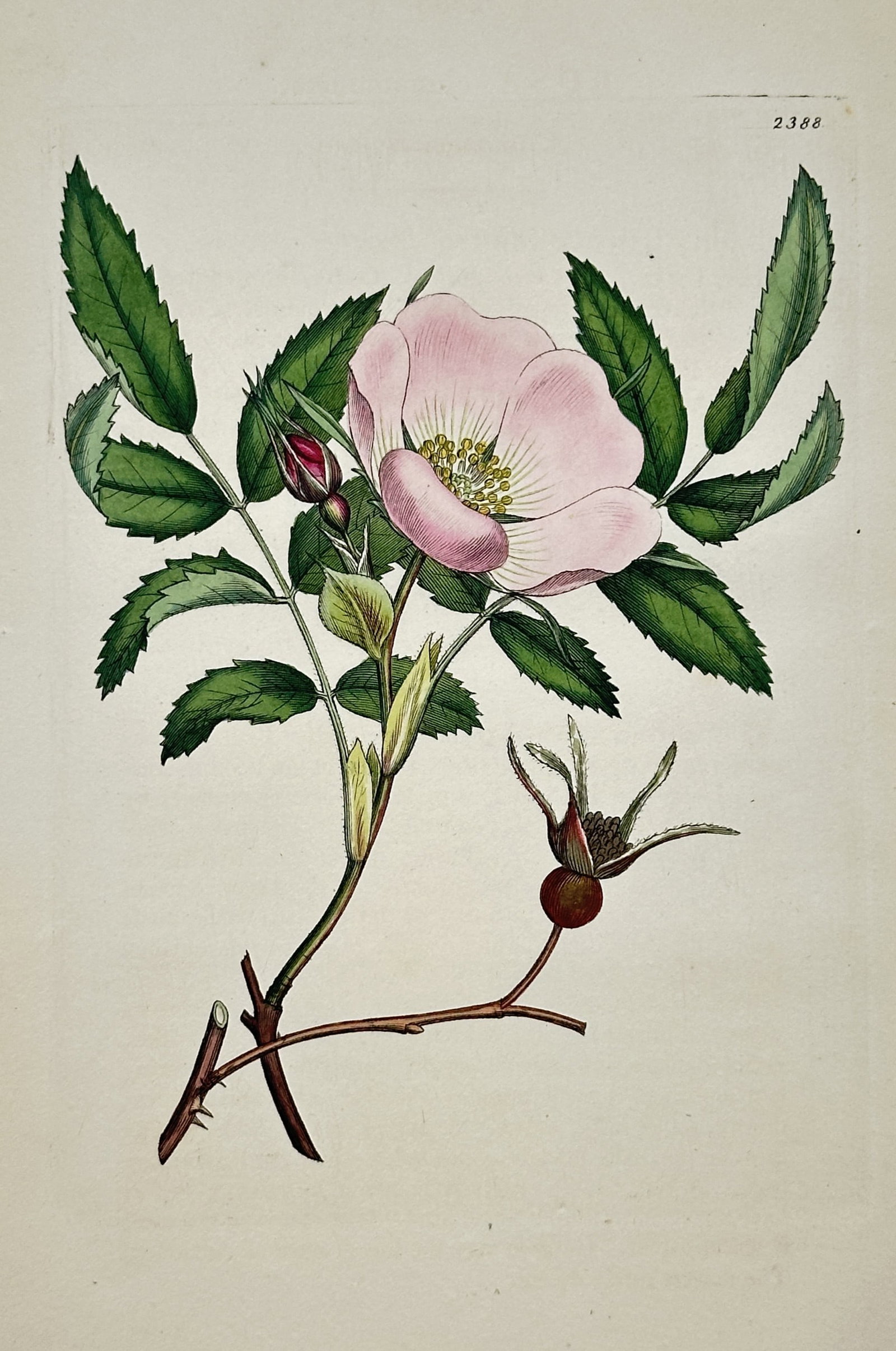 James Sowerby (1757-1822) – View of the Dog Rose – Hand-coloured copper engraving (1814): "Rosa canina" This botanical illustration depicts a branch of the Dog Rose, featuring a delicate pink five-petaled bloom with prominent yellow stamens, a dark red bud, and a ripe red rose hip. The wor