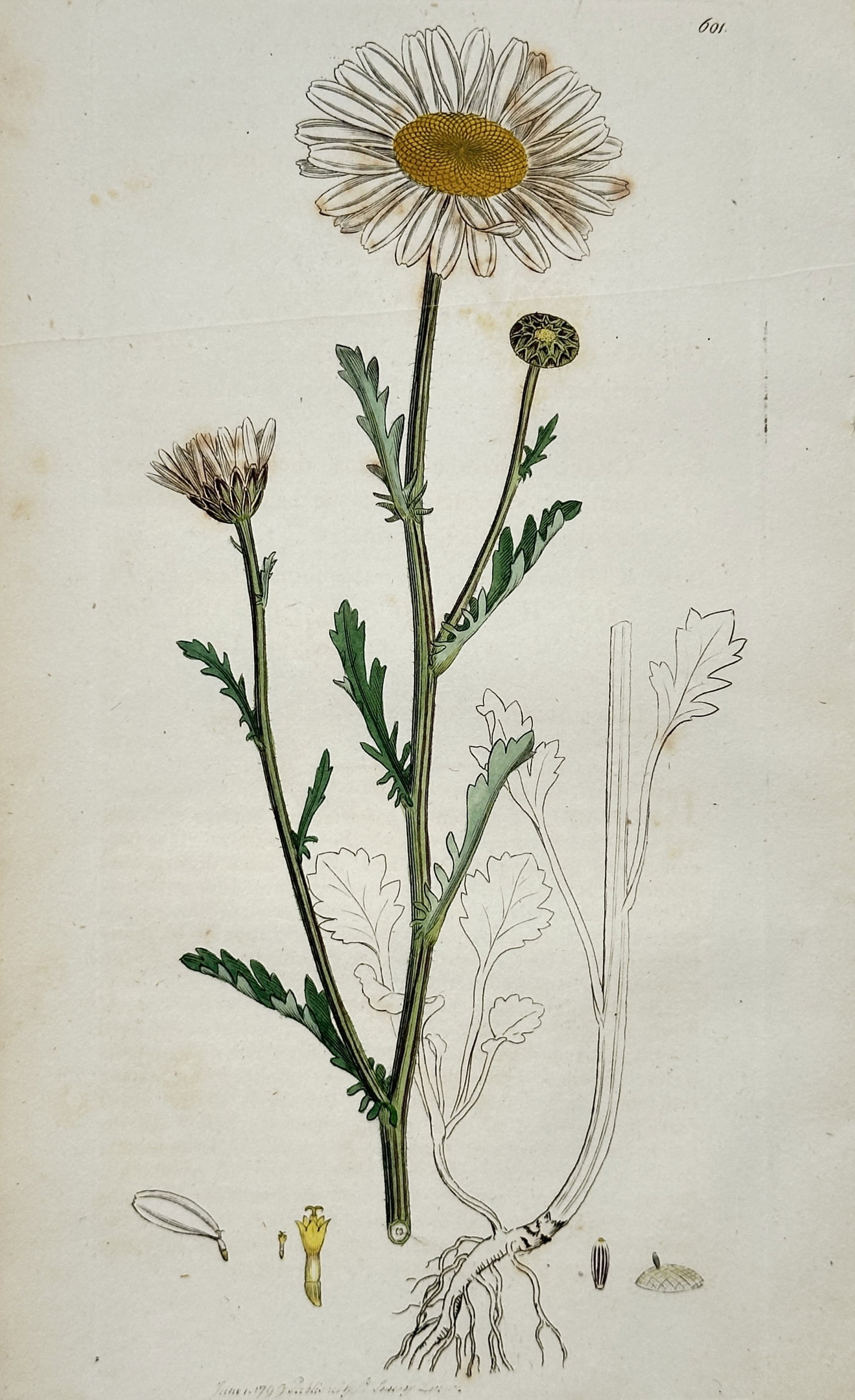 James Sowerby (1757-1822) – View of the Ox-eye Daisy – Hand-coloured copper engraving (1799): "Chrysanthemum leucanthemum" This botanical engraving illustrates the Ox-eye Daisy, featuring its prominent white ray florets around a yellow central disc, along with its serrated leaves and fibrous r
