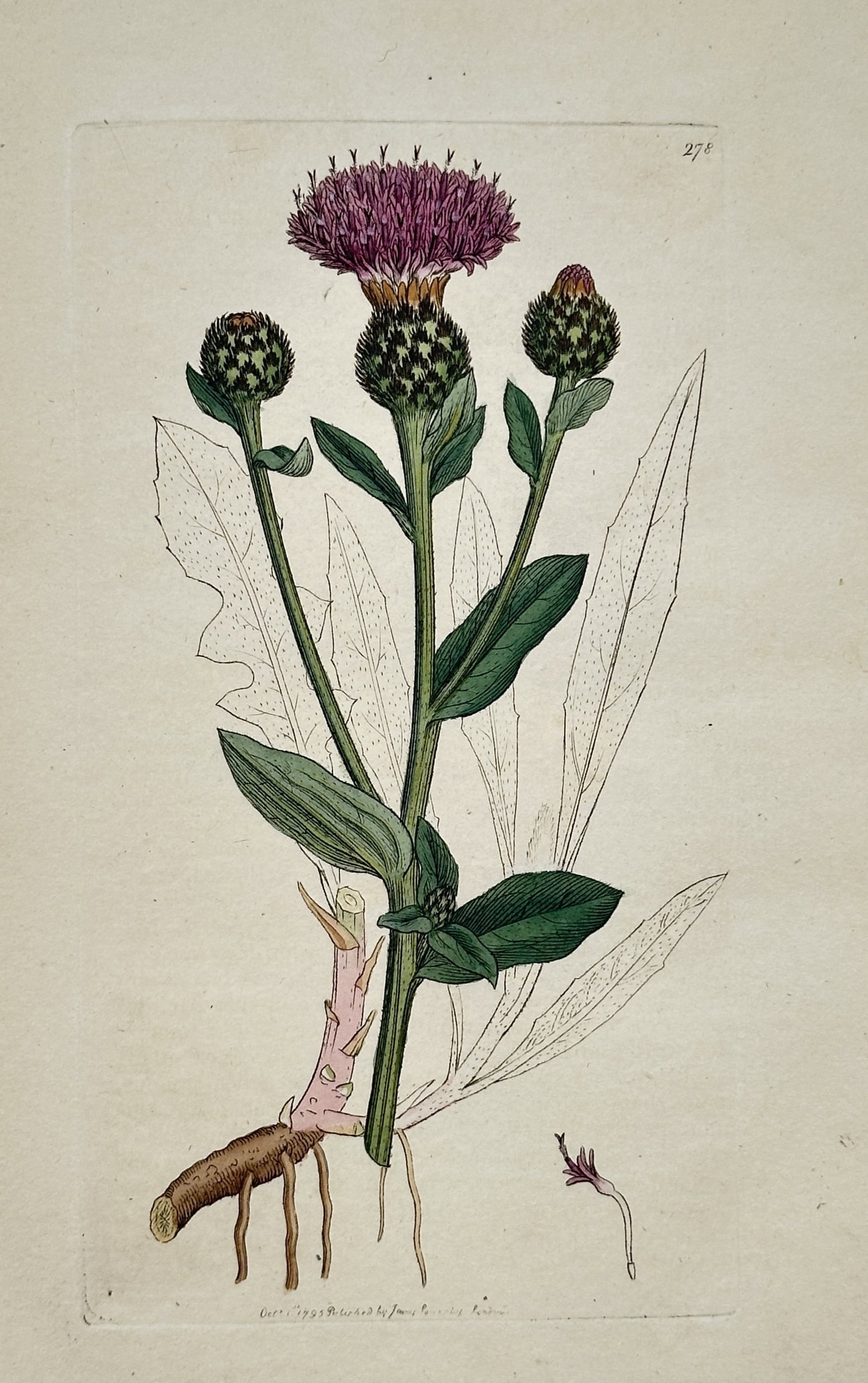 James Sowerby (1757-1822) – View of the Common Knapweed – Hand-coloured copper engraving: "Centaurea nigra" This botanical engraving illustrates the Common Knapweed, featuring its characteristic purple thistle-like flower head atop a scaly blackish-brown involucre, alongside several buds a