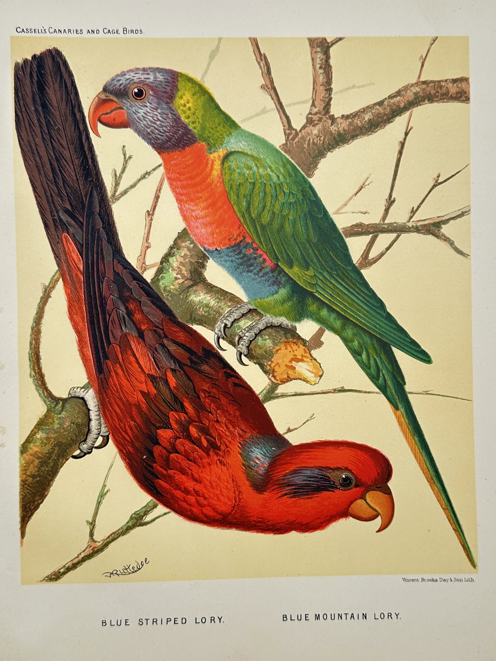 James William Ludlow – View of Blue Striped Lory and Blue Mountain Lory – Chromolithograph (1 of 2)