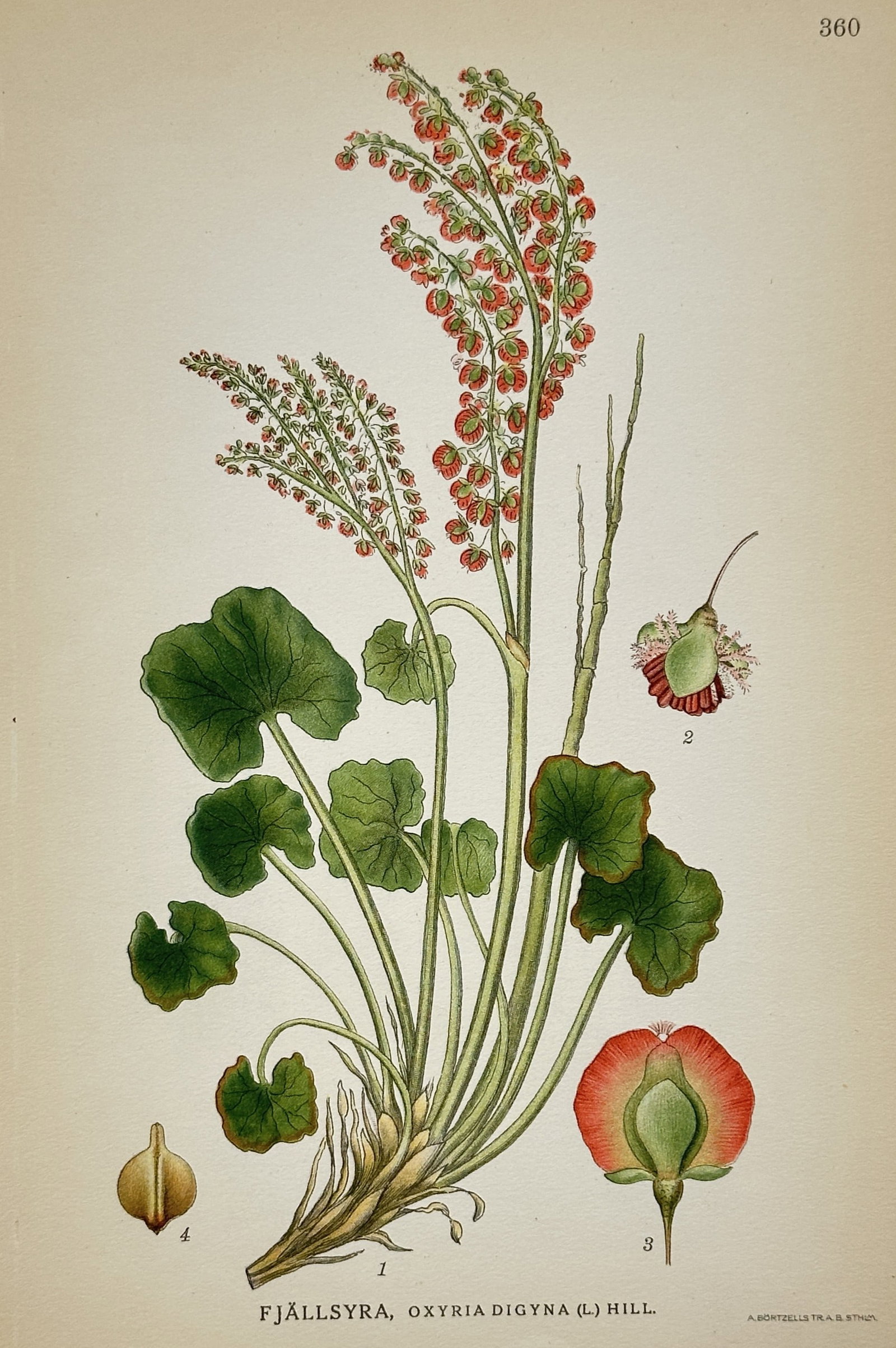 Carl Axel Magnus Lindman (1856-1928) – View of Mountain Sorrel – Chromolithograph (1905): "Fjällsyra, Oxyria digyna (L.) Hill." This botanical plate illustrates the mountain sorrel plant, showing its characteristic kidney-shaped leaves and upright reddish flowering stalks, alongside detai
