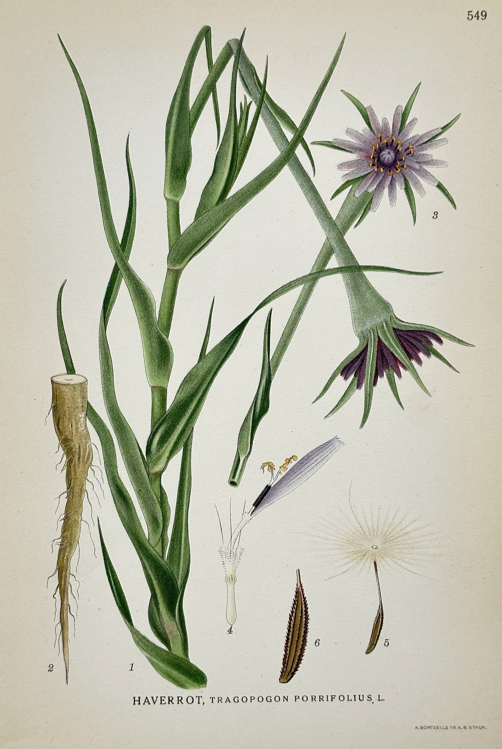 Carl Axel Magnus Lindman (1856-1928) – View of Purple Salsify – Chromolithograph (1905): "Haverrot, Tragopogon porrifolius L." This botanical plate illustrates the purple salsify plant, featuring its long grass-like leaves, a large purple flower head, and its thick edible taproot. The wor