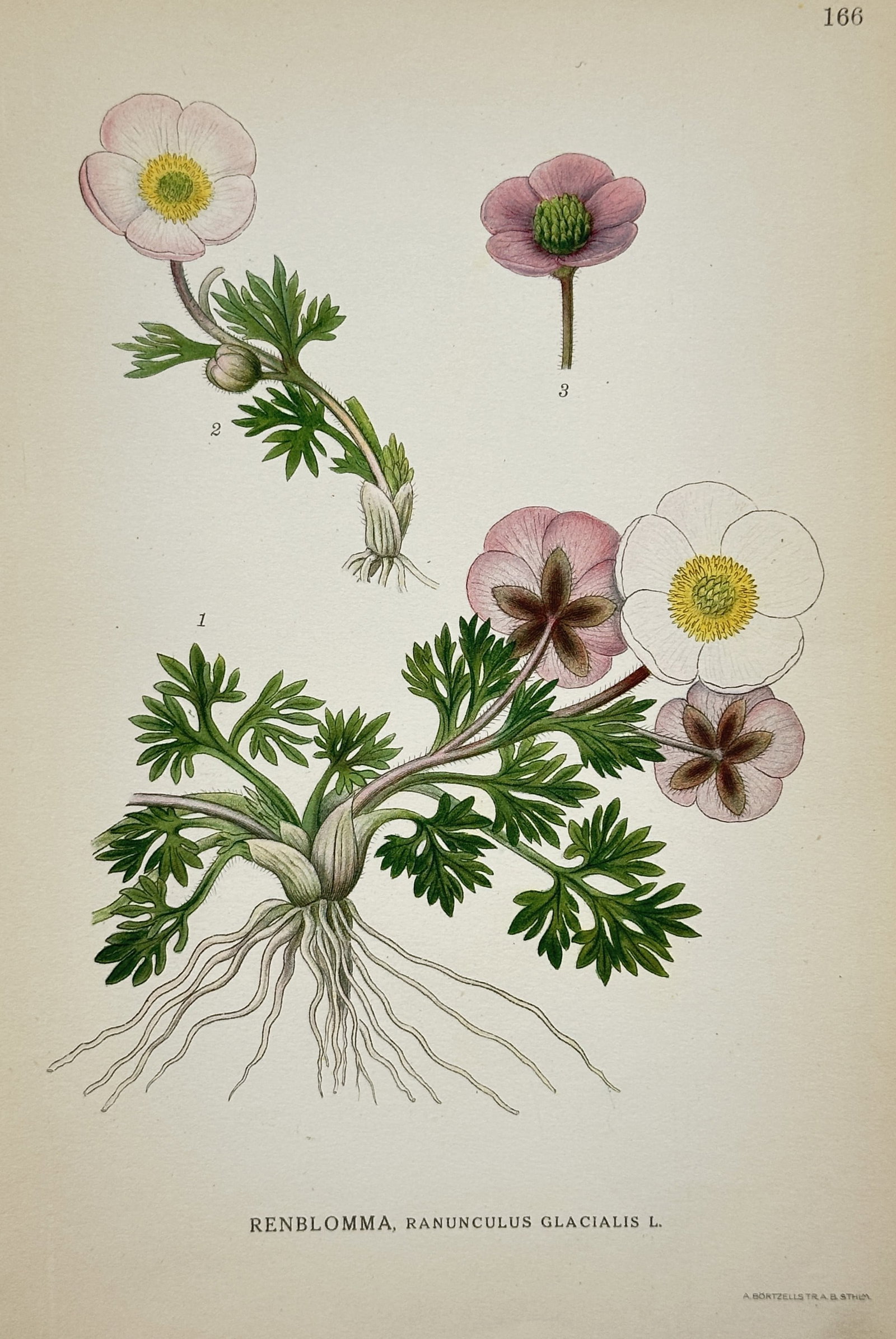Carl Axel Magnus Lindman (1856-1928) – View of Glacier Buttercup – Chromolithograph (1905): "Renblomma, Ranunculus glacialis L." This botanical plate illustrates the glacier buttercup, featuring its fleshy, deeply lobed leaves and flowers that transition from white to pink and dark red as th