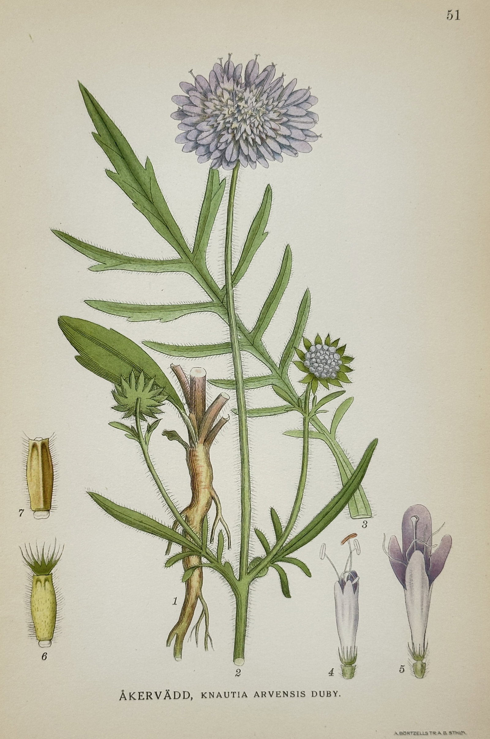 Carl Axel Magnus Lindman (1856-1928) – View of Field Scabious – Chromolithograph (1905): "Åkervädd, Knautia arvensis Duby." This botanical plate illustrates the field scabious, featuring its characteristic lilac-purple flower head, pinnately lobed leaves with fine hairs, and a portion o