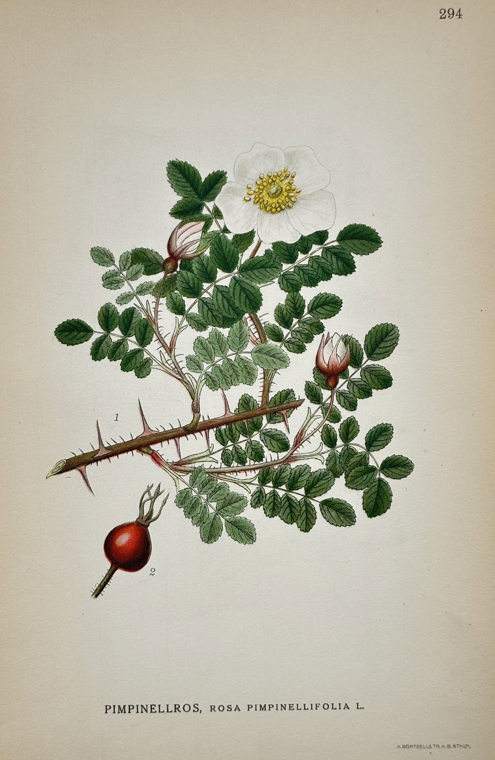 Carl Axel Magnus Lindman (1856-1928) – View of Burnet Rose – Chromolithograph (1905): "Pimpinellros, Rosa pimpinellifolia L." This botanical plate illustrates the burnet rose, featuring its small pinnate leaves, a single white bloom with yellow stamens, and thorny stems alongside a det