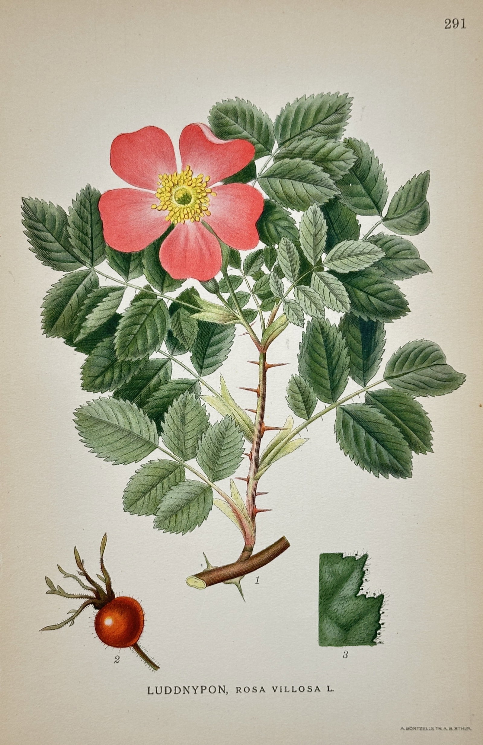 Carl Axel Magnus Lindman (1856-1928) – View of Apple Rose – Chromolithograph (1905): "Luddnypon, Rosa villosa L." This botanical plate illustrates the apple rose, featuring its vibrant pink five-petaled bloom with a yellow center, serrated gray-green leaves, and a thorny stem. The wor