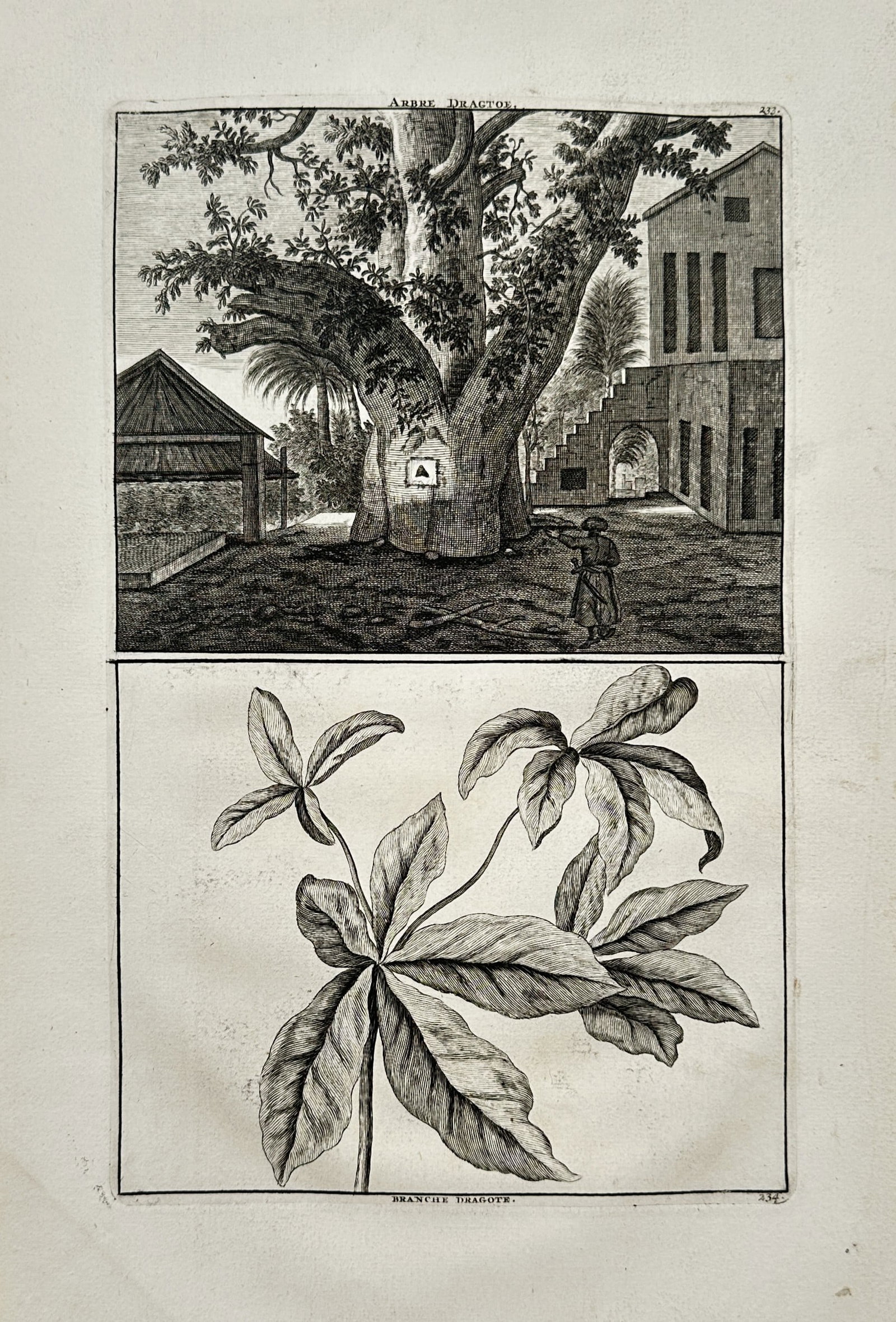 Cornelis de Bruijn (1652-1727) – View of a Baobab Tree and Branch – Copper engraving (1711): "Arbre d'Adansonia. Branche d'Adansonia." This copper engraving features two panels: the upper panel shows a massive Baobab tree standing near colonial-style buildings with a figure nearby for scale, 