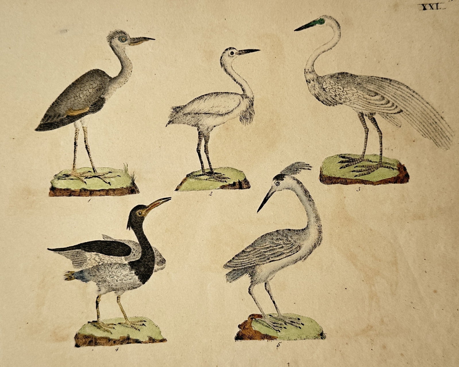 Friedrich Justin Bertuch – View of Various Heron Species – Hand-coloured copper engraving (1805) (1 of 2)