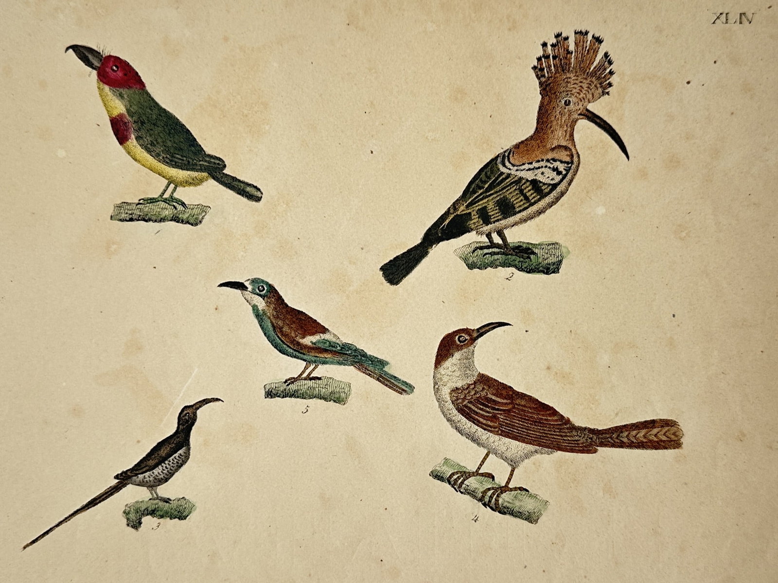 Friedrich Justin Bertuch – View of Various Exotic Birds – Hand-coloured copper engraving (c. (1 of 2)