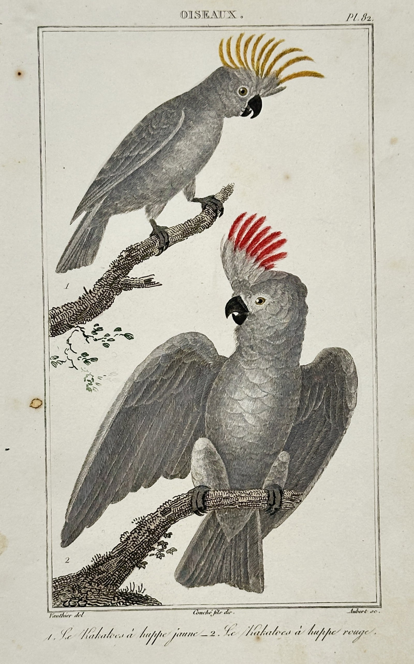 Georges-Louis Leclerc, Comte de Buffon – View of Yellow-crested and Red-crested Cockatoos: "Le Kakatoës à huppe jaune. Le Kakatoës à huppe rouge." This hand-coloured copper engraving illustrates two species of cockatoos perched on textured branches, one featuring a vibrant yellow crest 