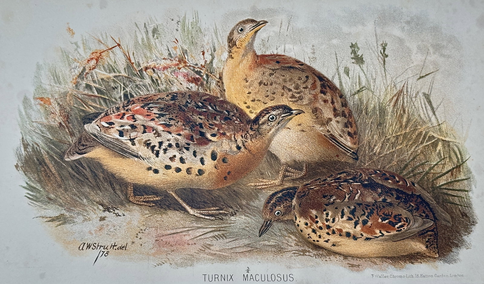 Alfred William Strutt (1856-1924) – View of Red-backed Buttonquails – Chromolithograph (1878): "Turnix Maculosus" This chromolithograph illustrates three red-backed buttonquails in a naturalistic grassy setting, highlighting their mottled brown and tan plumage with distinctive black spotting. T