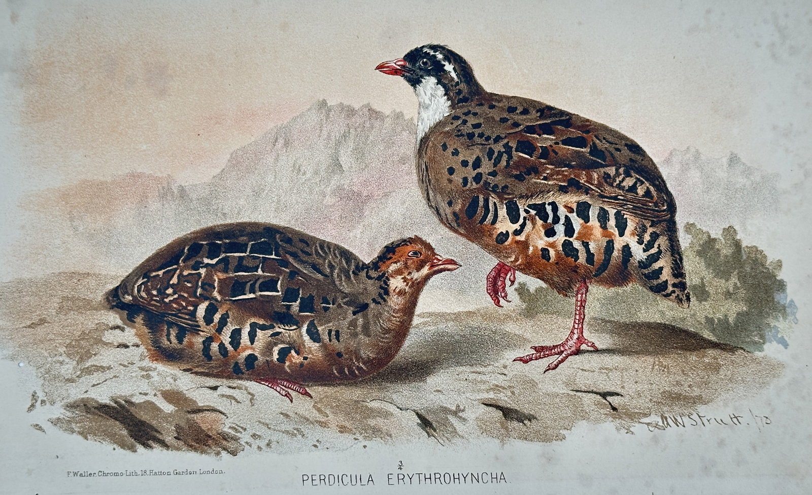Alfred William Strutt (1856-1924) – View of Painted Bush Quails – Chromolithograph (1878) (1 of 2)