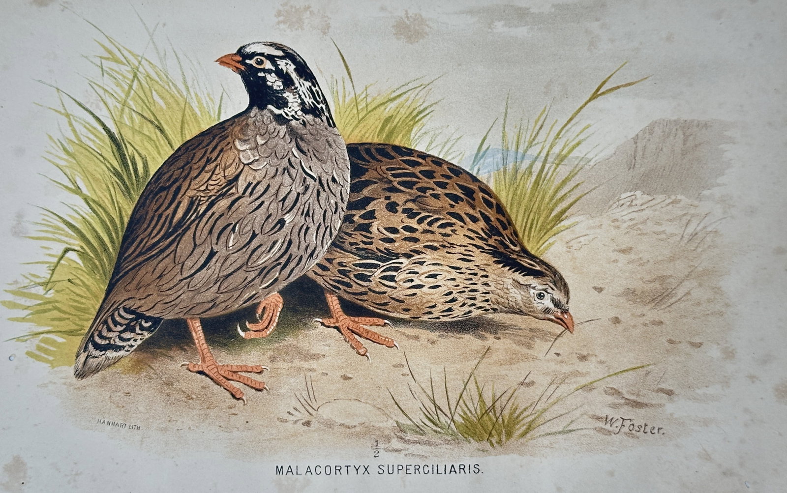 William Foster (1853-1924) – View of Malacortyx Superciliaris – Chromolithograph (c. 1890): "Malacortyx Superciliaris" This chromolithograph illustrates two quails in a naturalistic landscape, showcasing their intricate brown and tan plumage with distinctive facial markings. The work was pri