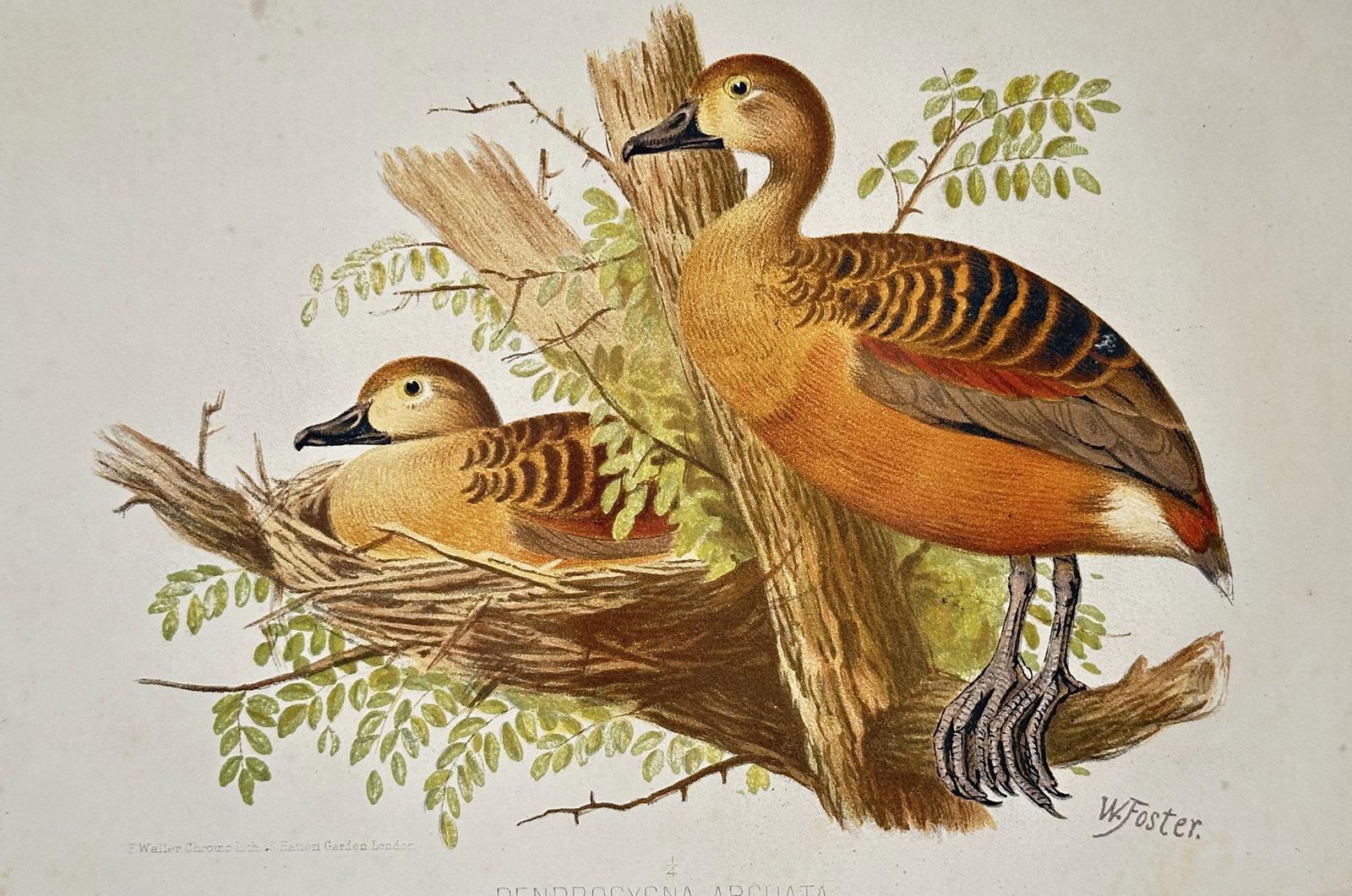 William Foster (1853-1924) – View of Wandering Whistling Ducks – Chromolithograph (c. 1890) (1 of 2)