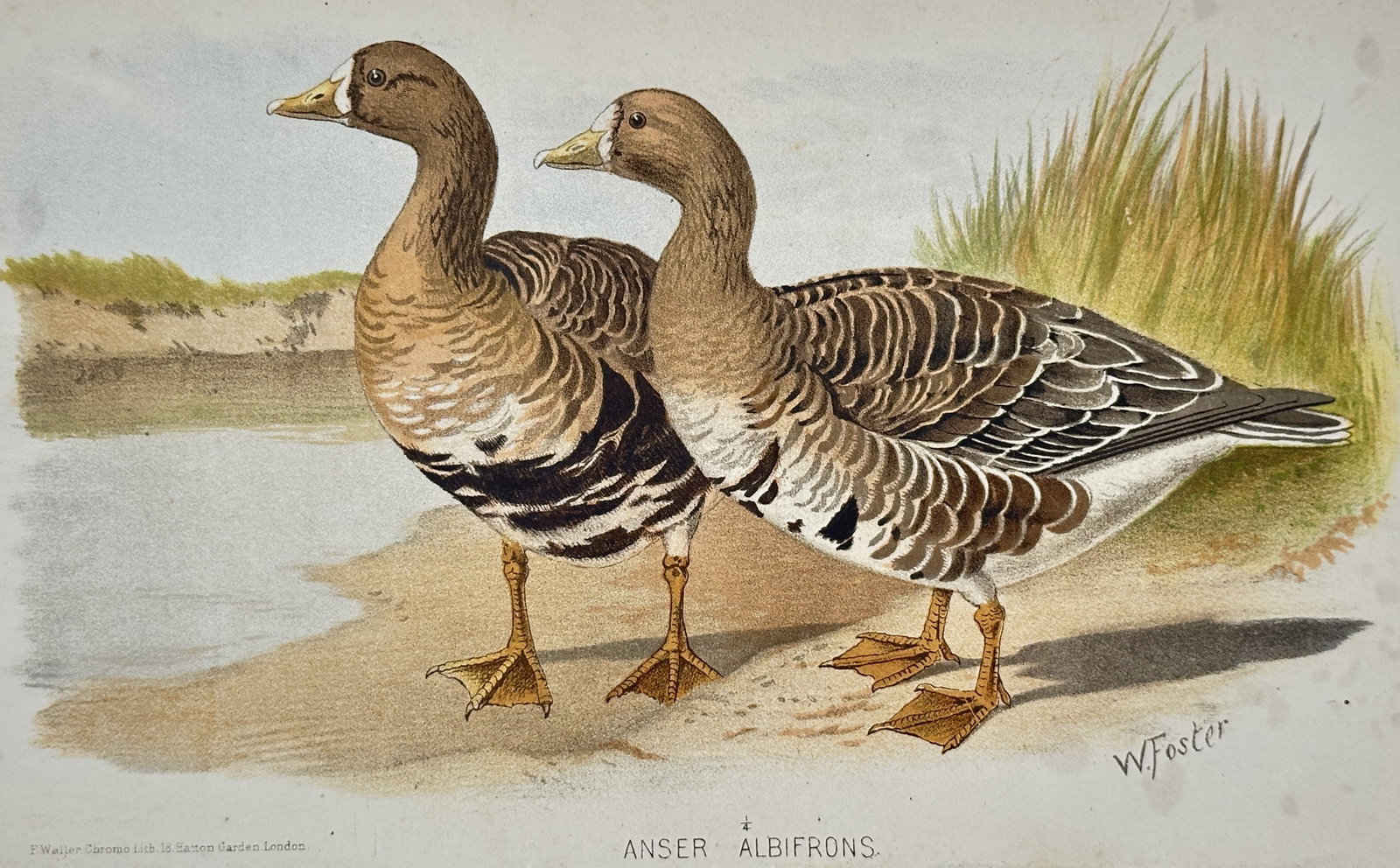 William Foster (1853-1924) – View of Greater White-fronted Geese – Chromolithograph (c. 1890): "Anser Albifrons" This chromolithograph illustrates two greater white-fronted geese standing on a sandy shoreline near water and marsh grass, showcasing their characteristic grayish-brown plumage, whi
