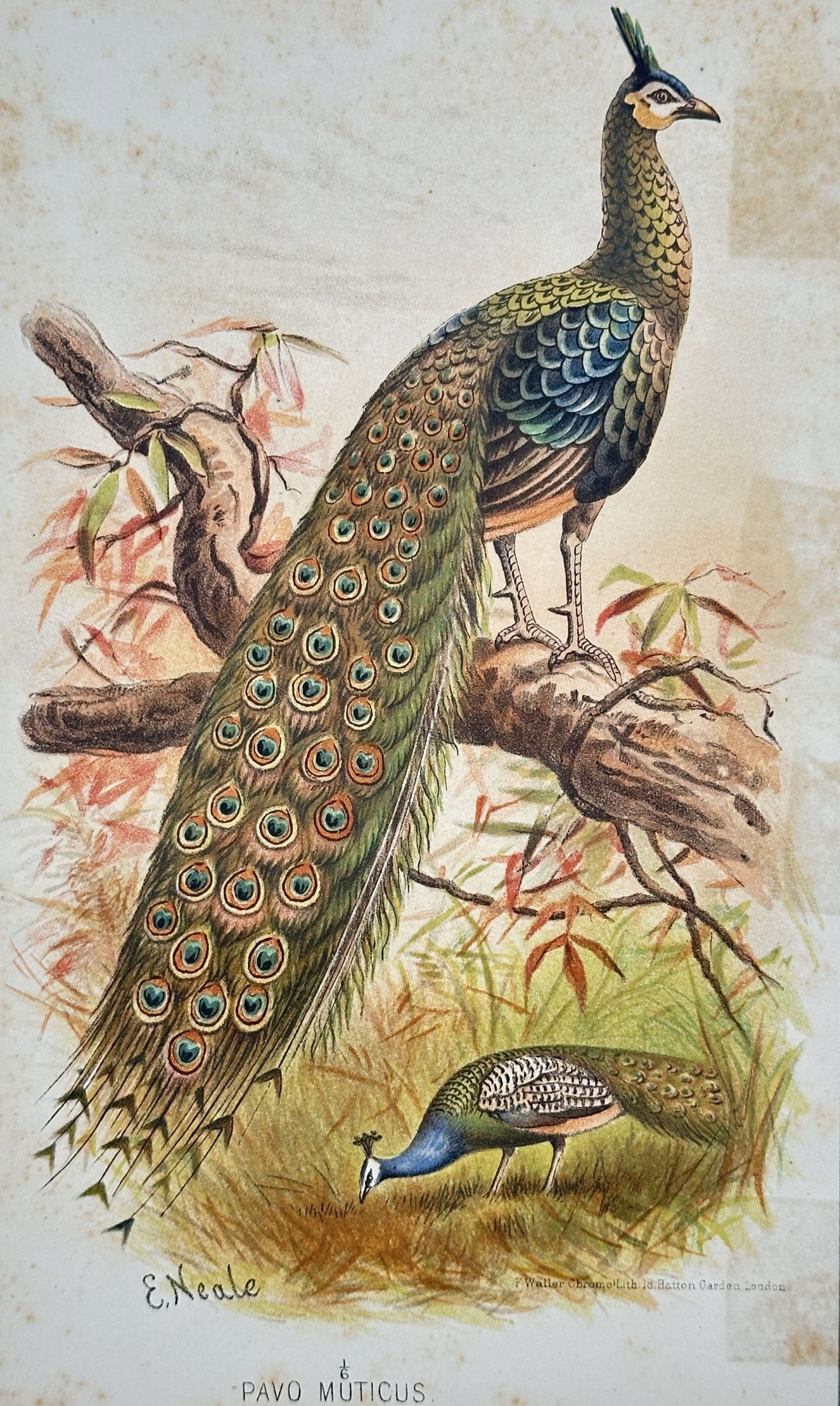 Edward Neale (1833-1904) – View of Green Peafowl – Chromolithograph (c. 1880) (1 of 2)