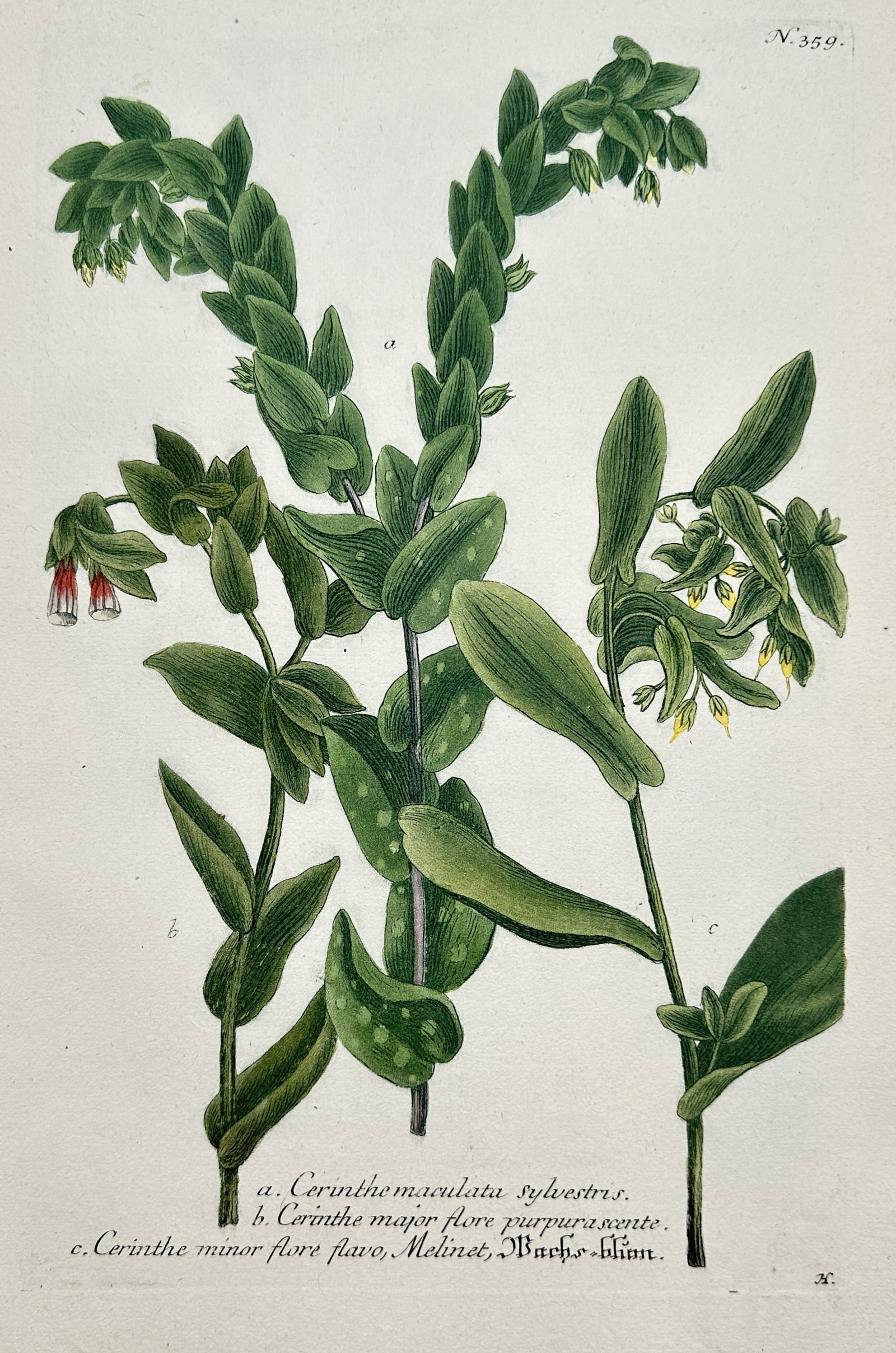 Johann Wilhelm Weinmann – View of Honeywort Species – Hand-coloured copper engraving (1737): "Cerinthe maculata sylvestris. Cerinthe major. Cerinthe minor." This hand-coloured copper engraving illustrates three varieties of honeywort, featuring their distinctive fleshy, glaucous leaves and no