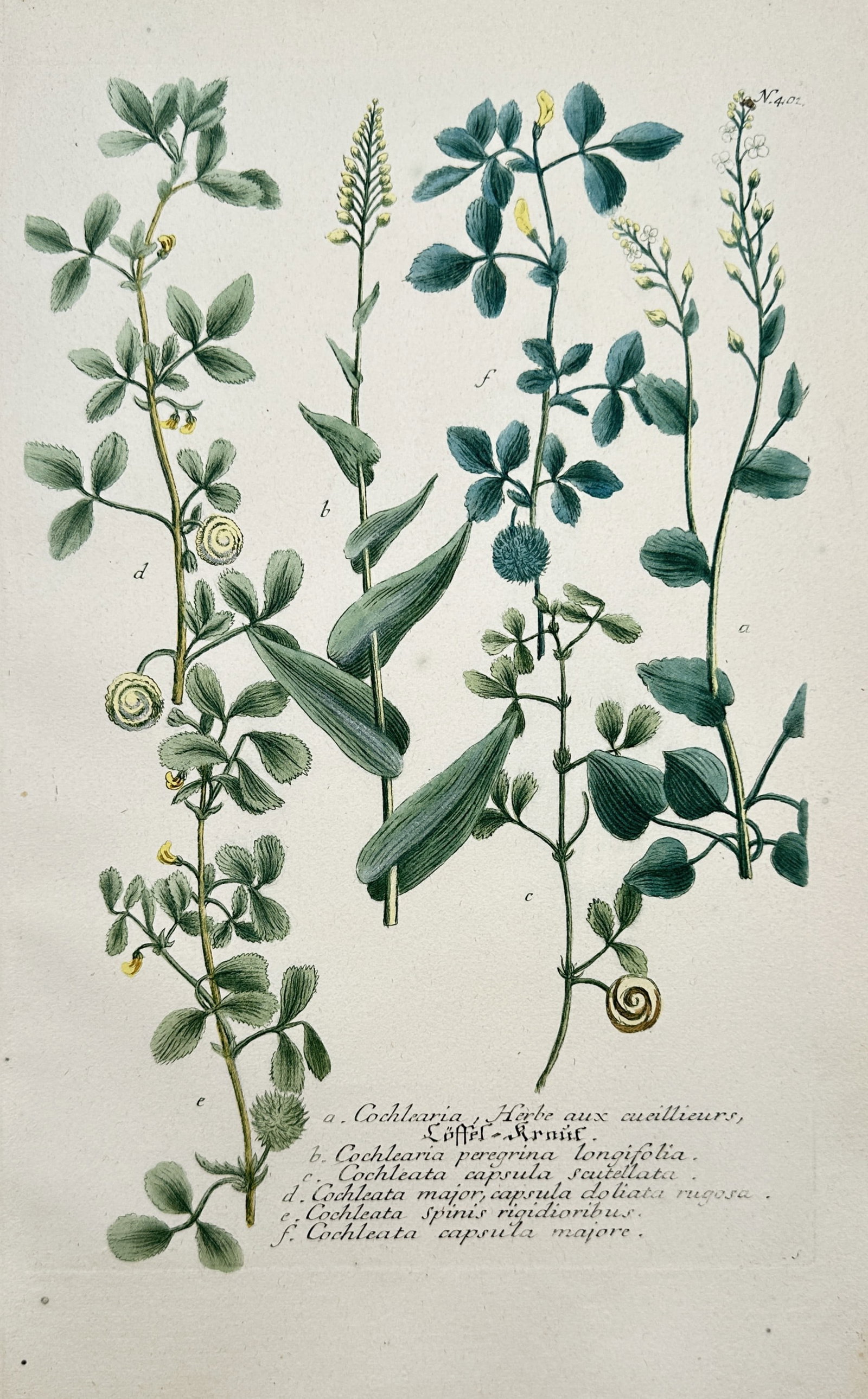 Johann Wilhelm Weinmann – View of Scurvygrass and Medick Species (1 of 2)