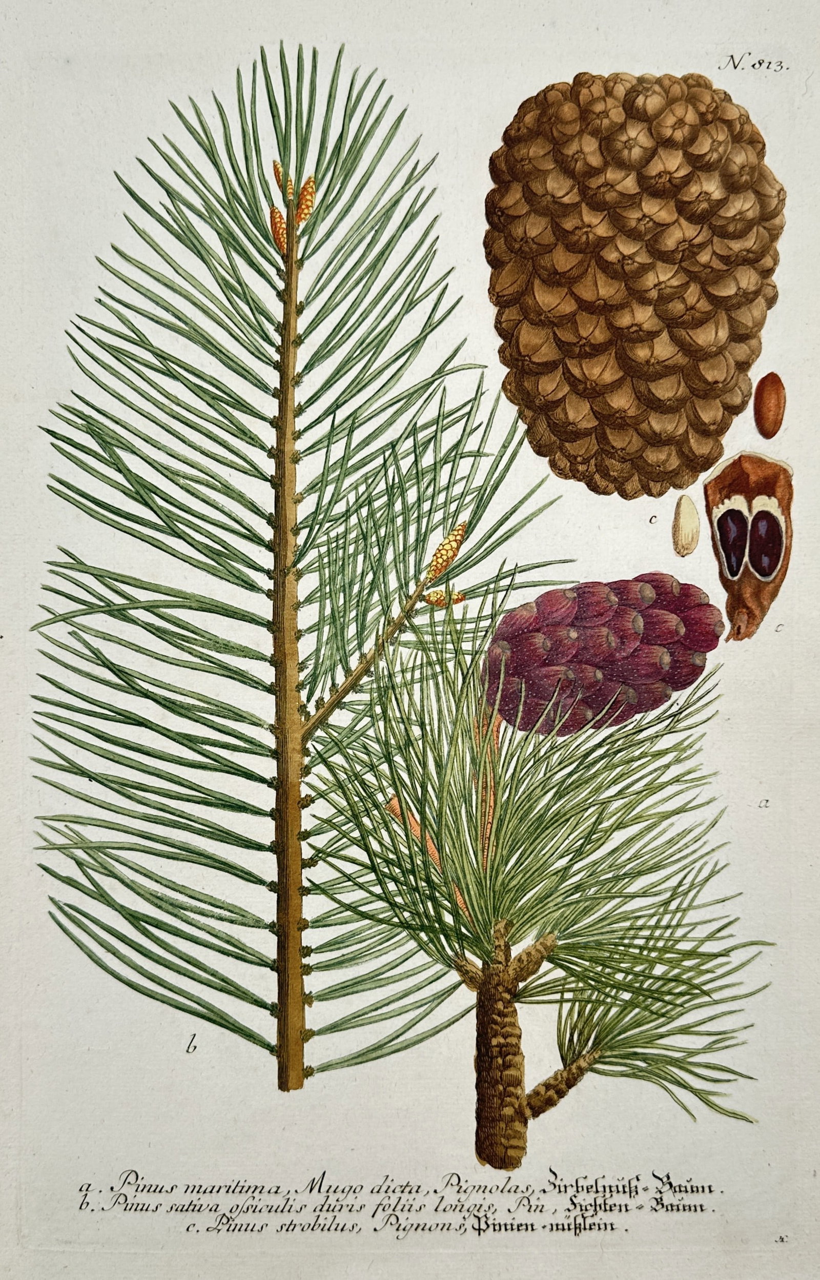 Johann Wilhelm Weinmann – View of Pine Species and Cones – Hand-coloured copper engraving: "Pinus maritima. Pinus sativa. Pinus strobilus." This hand-coloured copper engraving illustrates various parts of pine trees, including a large branch with long needles, a mature brown pine cone, and 