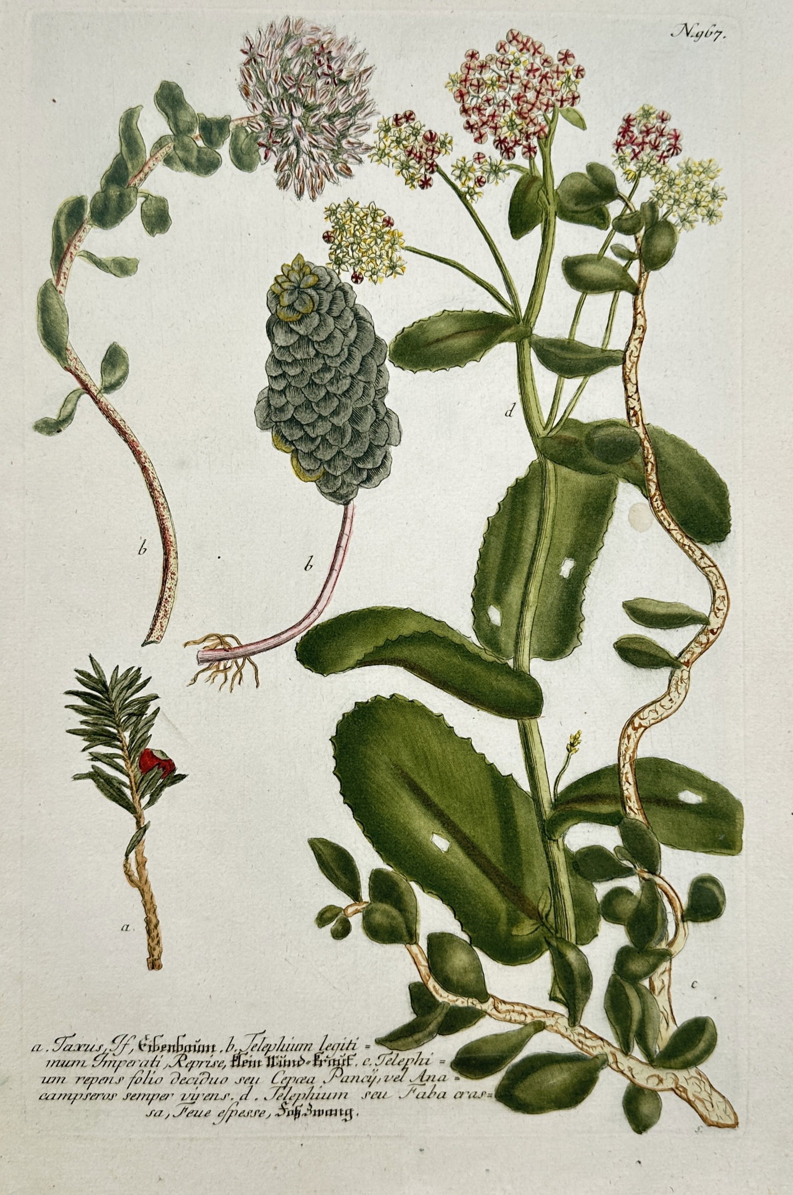 Johann Wilhelm Weinmann – View of Yew and Stonecrop Species – Hand-coloured copper engraving (1 of 2)
