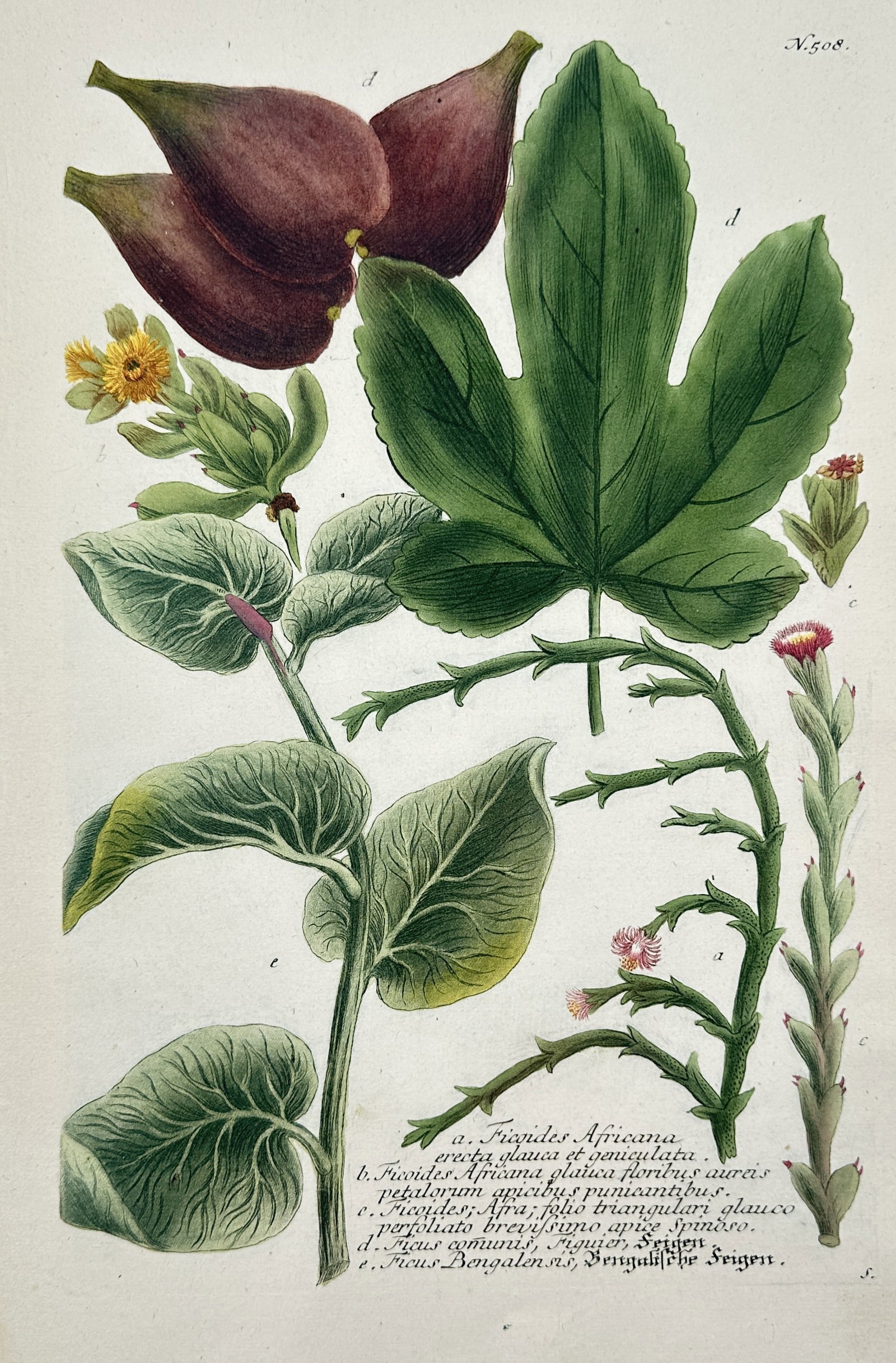Johann Wilhelm Weinmann – View of Fig and Iceplant Species – Hand-coloured copper engraving: "Ficoides Africana. Ficus communis. Ficus Bengalensis." This hand-coloured copper engraving illustrates various species of fig and African iceplants, featuring a large green lobed leaf, ripe purple fi