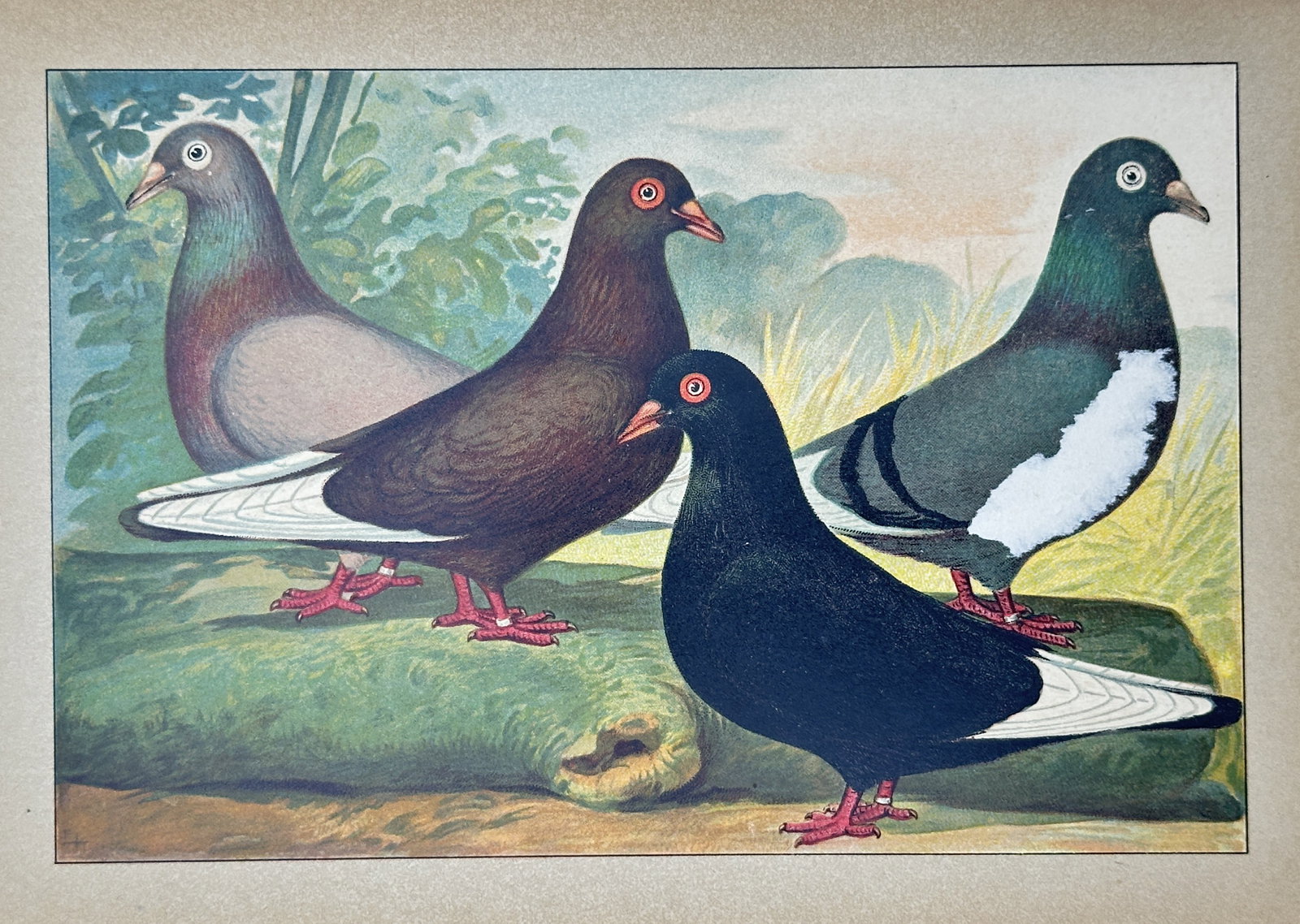 Emil Schachtzabel (1850-1941) – View of Various Domestic Pigeon Breeds – Chromolithograph (1 of 2)