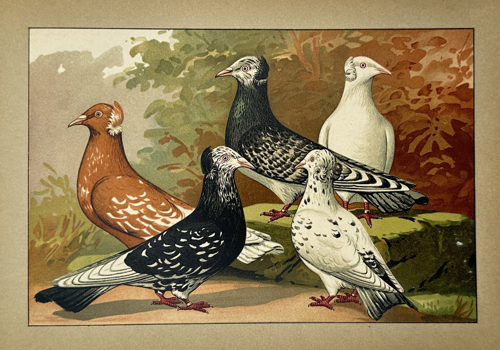 Emil Schachtzabel (1850-1941) – View of Various Fancy Pigeon Breeds – Chromolithograph (1906) (1 of 2)