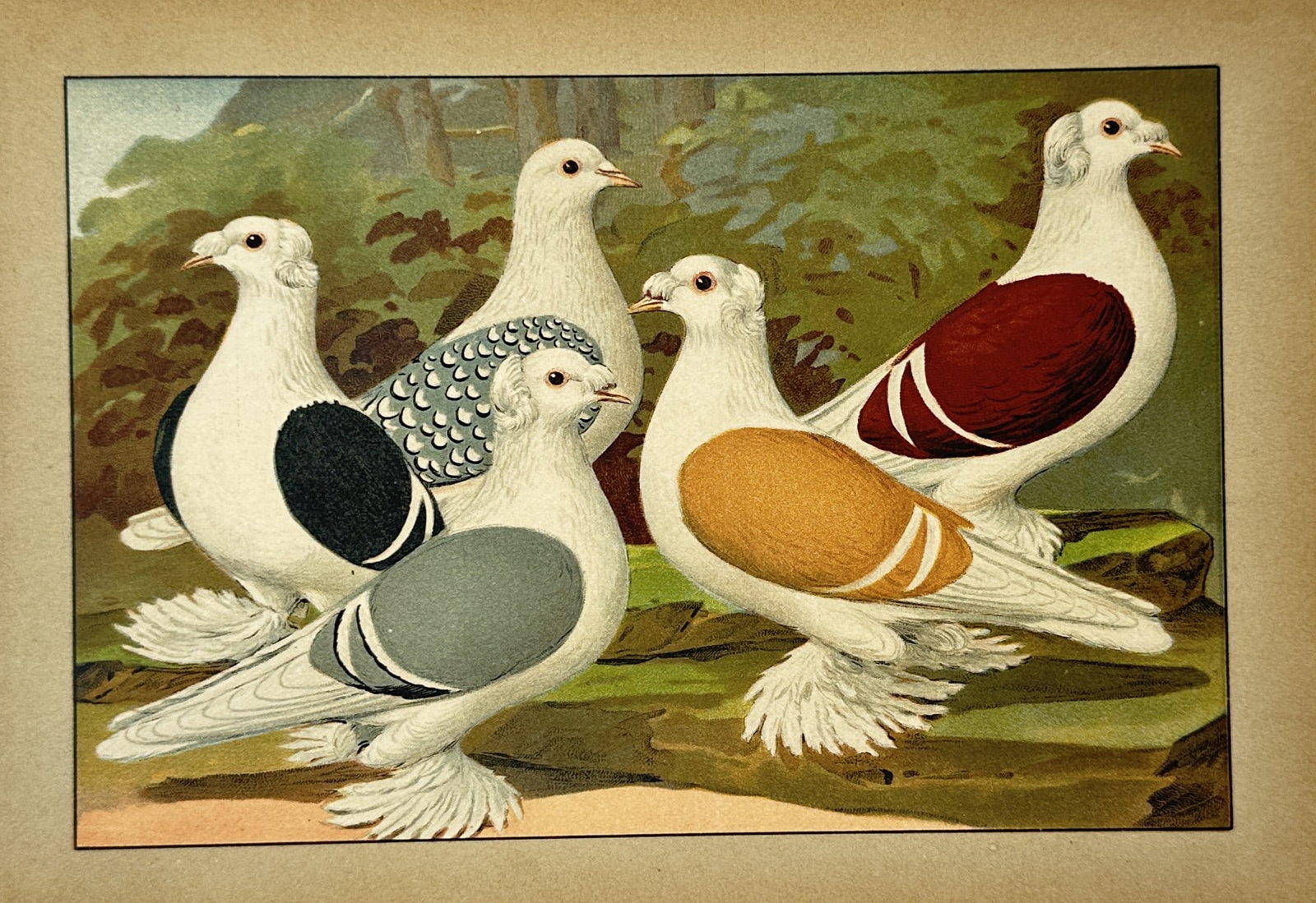Emil Schachtzabel – View of Various Crested and Muff-legged Pigeon Breeds – Chromolithograph (1 of 2)
