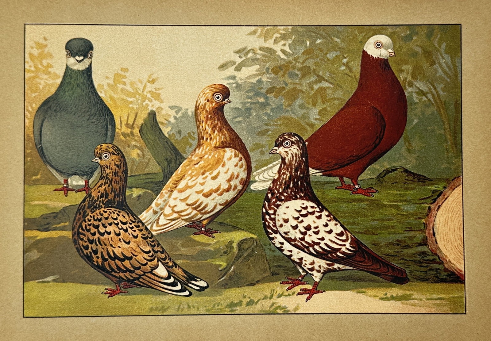 Emil Schachtzabel – View of Various Tumbler and Fancy Pigeon Breeds – Chromolithograph (1906): "Tauben" This chromolithograph illustrates five distinct breeds of pigeons in a naturalistic outdoor setting, featuring a deep red bird with a white head, a blue-gray bird with a white neck patch, and