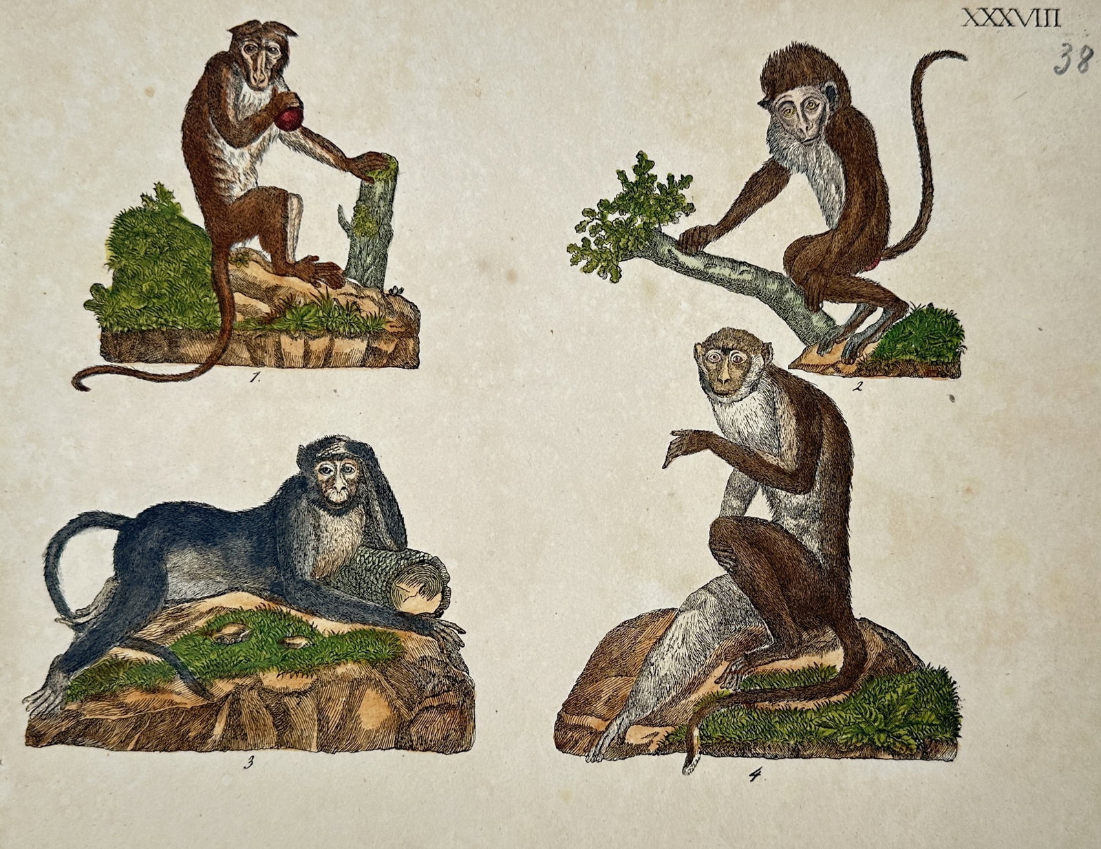 Friedrich Justin Bertuch – View of Various Monkey Species – Hand-coloured copper engraving: "Affen" This hand-coloured copper engraving illustrates four distinct species of monkeys, each depicted in a characteristic pose upon rocky or wooded mounds. The figures include a monkey holding a red