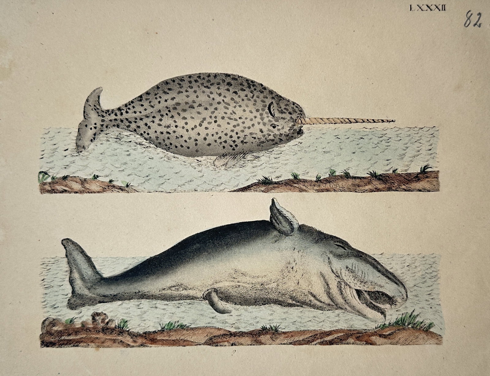 Friedrich Justin Bertuch – View of a Narwhal and a Whale – Hand-coloured copper engraving (1805): "Wallfische" This hand-coloured copper engraving depicts two marine mammals: a spotted narwhal with its characteristic spiral tusk in the upper section and a large whale, possibly a bowhead or right w