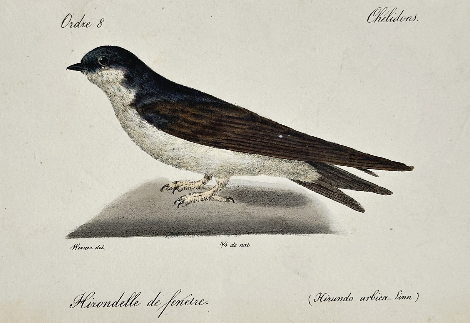 Jean-Charles Werner (1791-1849) – View of a Common House Martin – Hand-coloured lithograph: "Hirondelle de fenêtre. (Hirundo urbica. Linn.)" This hand-coloured lithograph depicts a common house martin in profile, showcasing its distinct blue-black upperparts, white underparts, and feathered