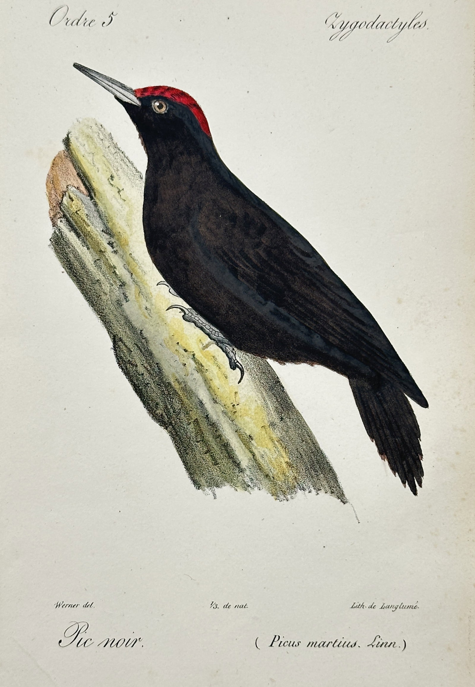 Jean-Charles Werner (1791-1849) – View of a Black Woodpecker – Hand-coloured lithograph (1828): "Pic noir. (Picus martius. Linn.)" This hand-coloured lithograph illustrates a black woodpecker perched vertically on a lichen-covered tree trunk, showcasing its characteristic jet-black plumage and v