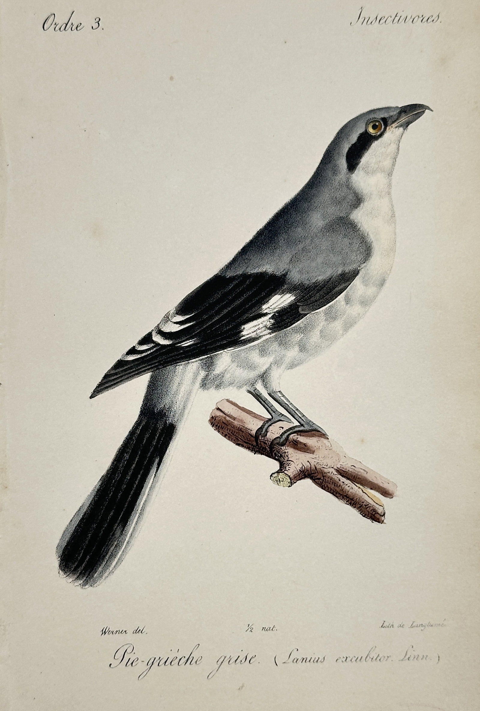 Jean-Charles Werner (1791-1849) – View of a Great Grey Shrike – Hand-coloured lithograph (1828): "Pie-grièche grise. (Lanius excubitor. Linn.)" This hand-coloured lithograph depicts a great grey shrike perched on a small branch, showcasing its characteristic silver-grey plumage, black mask, and 