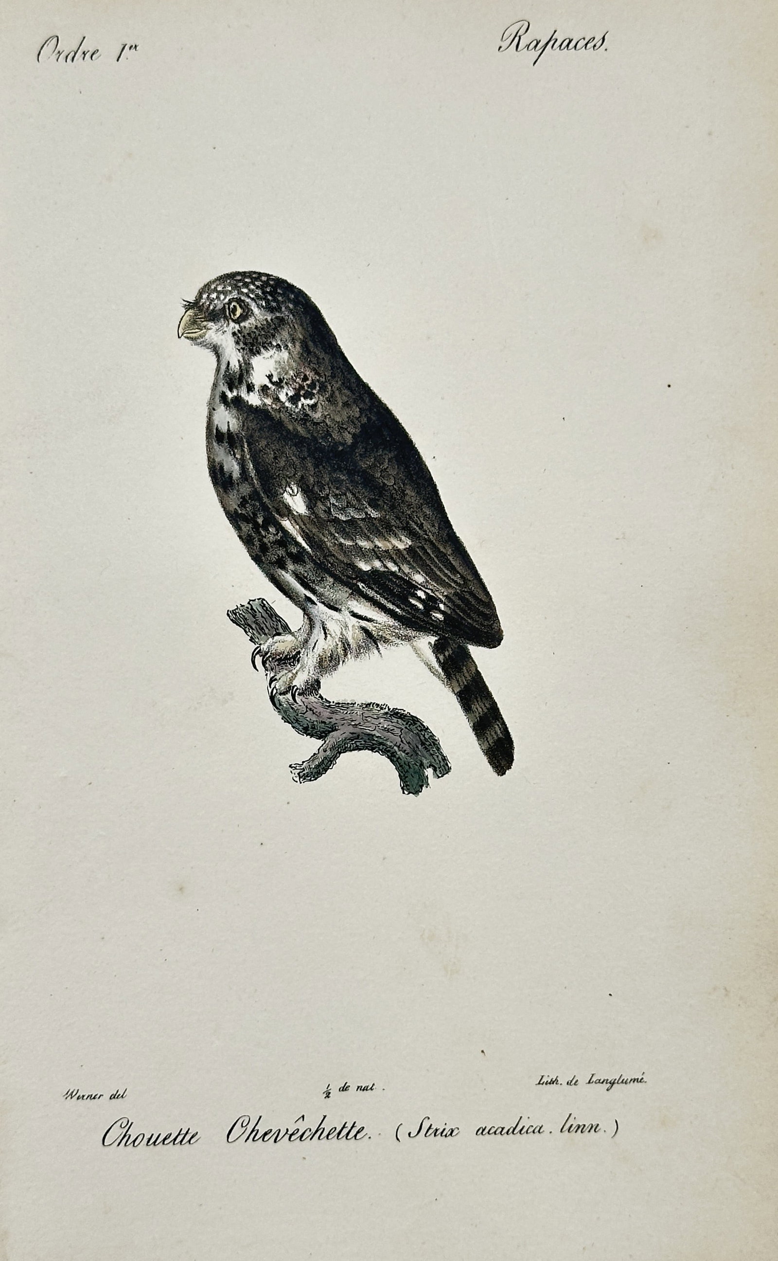 Jean-Charles Werner (1791-1849) – View of a Eurasian Pygmy Owl – Hand-coloured lithograph (1 of 2)