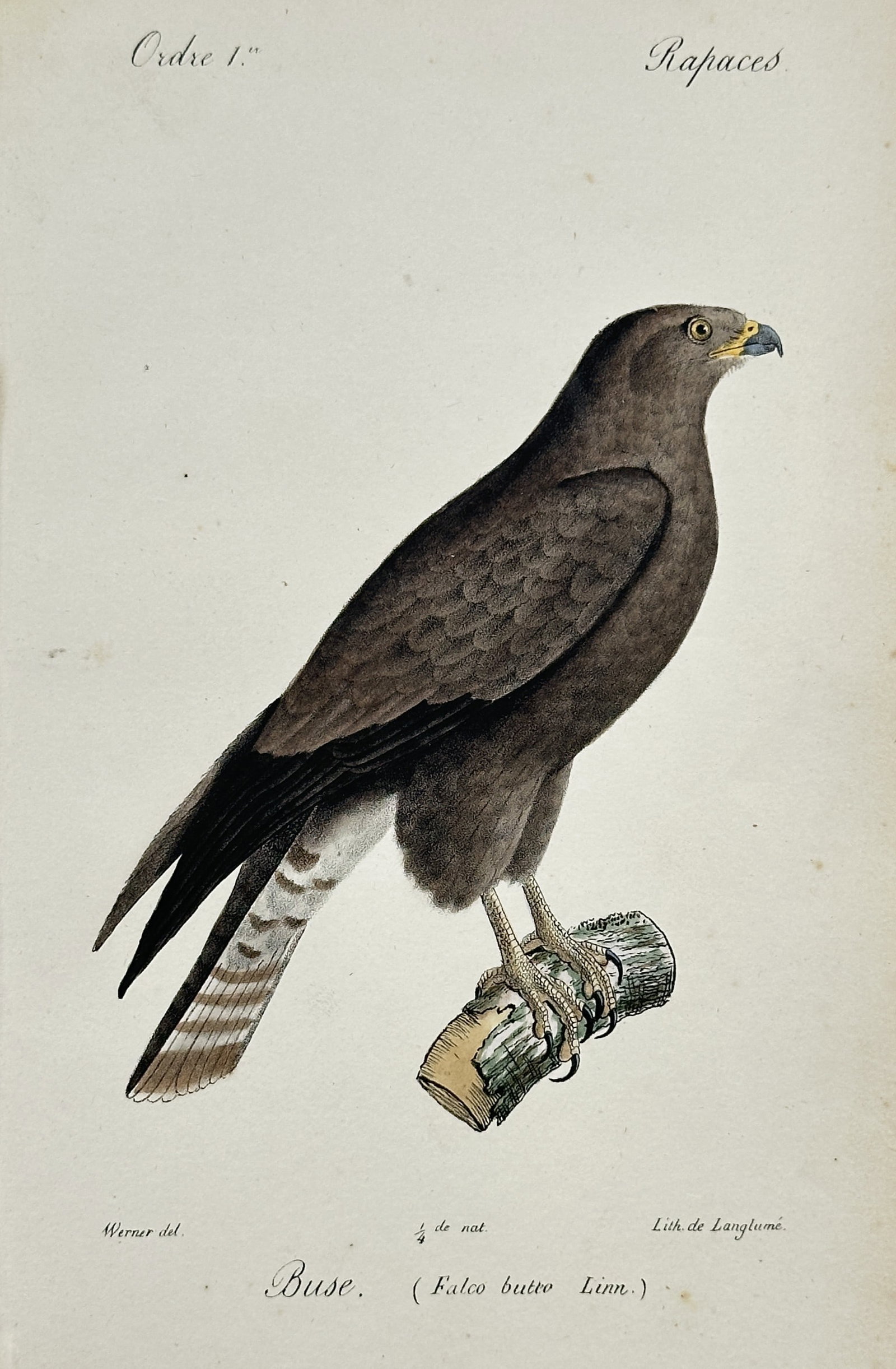 Jean-Charles Werner (1791-1849) – View of a Common Buzzard – Hand-coloured lithograph (1828) (1 of 2)