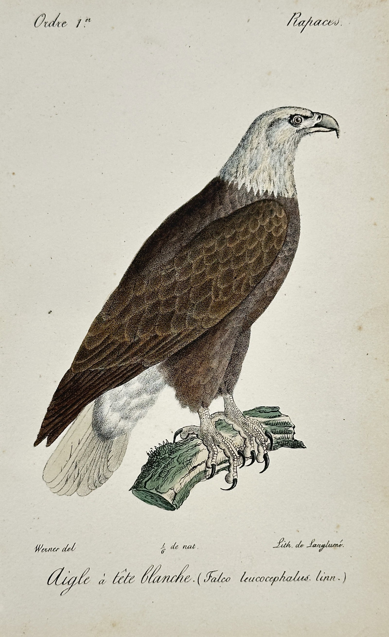 Jean-Charles Werner (1791-1849) – View of a Bald Eagle – Hand-coloured lithograph (1828): "Aigle à tête blanche. (Falco leucocephalus. linn.)" This hand-coloured lithograph illustrates a bald eagle perched on a mossy branch, showcasing its iconic white head and tail feathers contrasted a