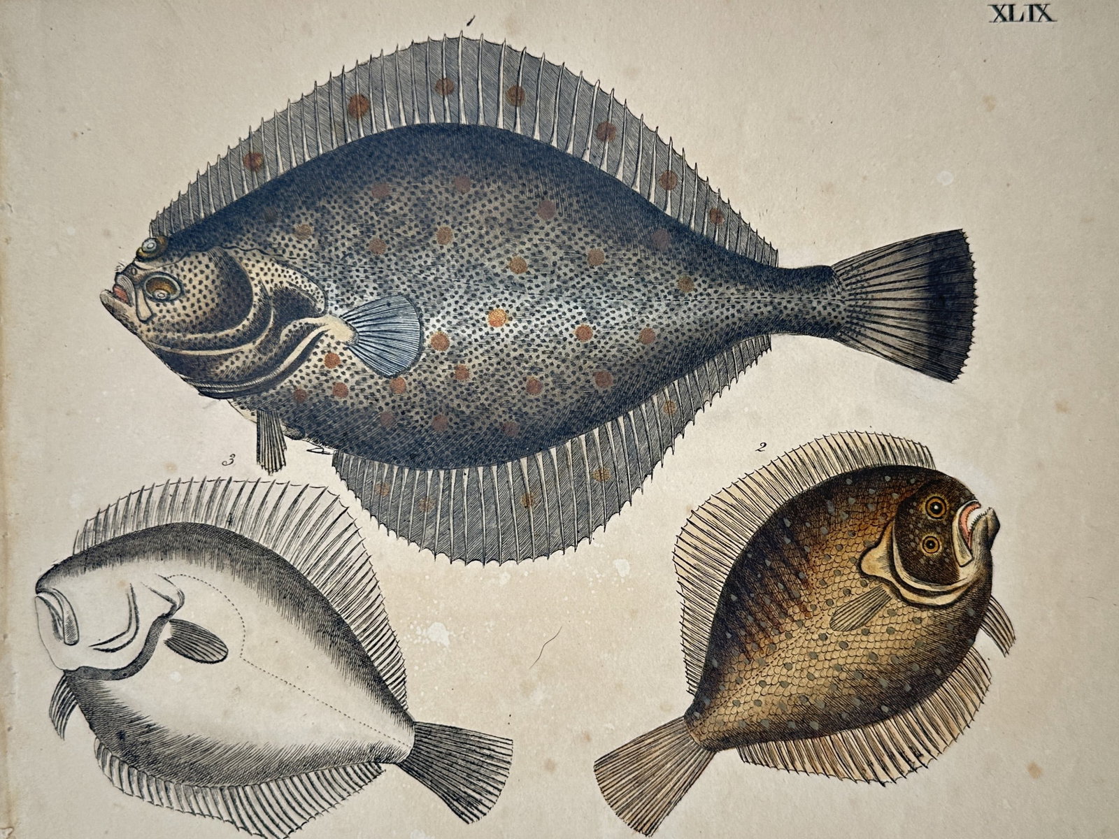 Friedrich Justin Bertuch – View of Various Flatfish Species – Hand-coloured copper engraving: "Schollen" This hand-coloured copper engraving illustrates three distinct species of flatfish, showcasing their unique asymmetrical anatomy and varied dorsal markings. The central figure features char