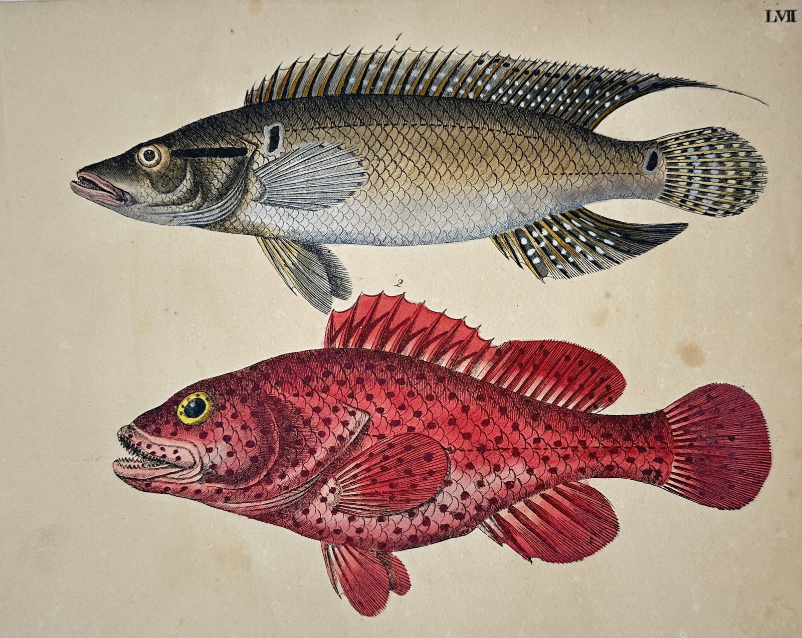 Friedrich Justin Bertuch – View of a Wrasse and a Red Grouper – Hand-coloured copper engraving (1 of 2)