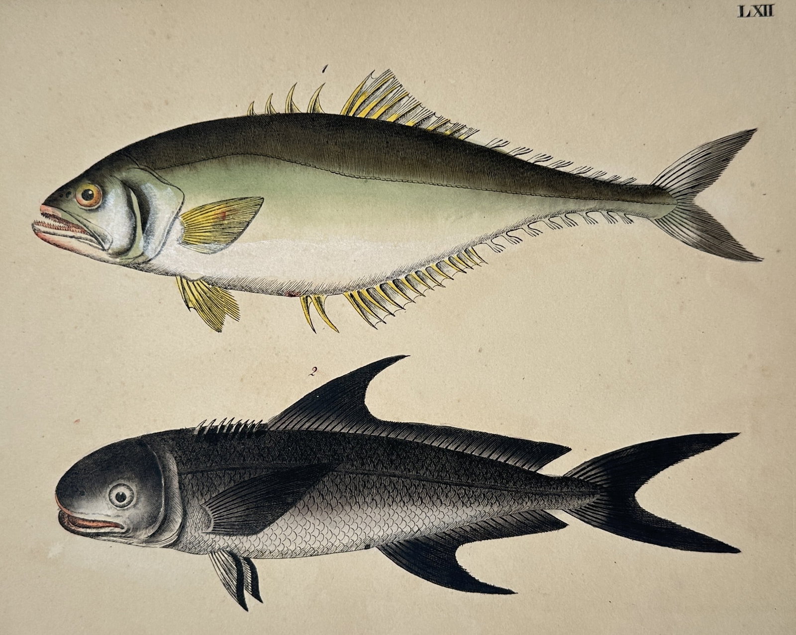 Friedrich Justin Bertuch – View of a Bluefish and a Pomfret – Hand-coloured copper engraving: "Fische" This hand-coloured copper engraving illustrates two predatory marine fish: a bluefish in the upper section with its characteristic olive-green back and yellowish fins, and a pomfret in the lo
